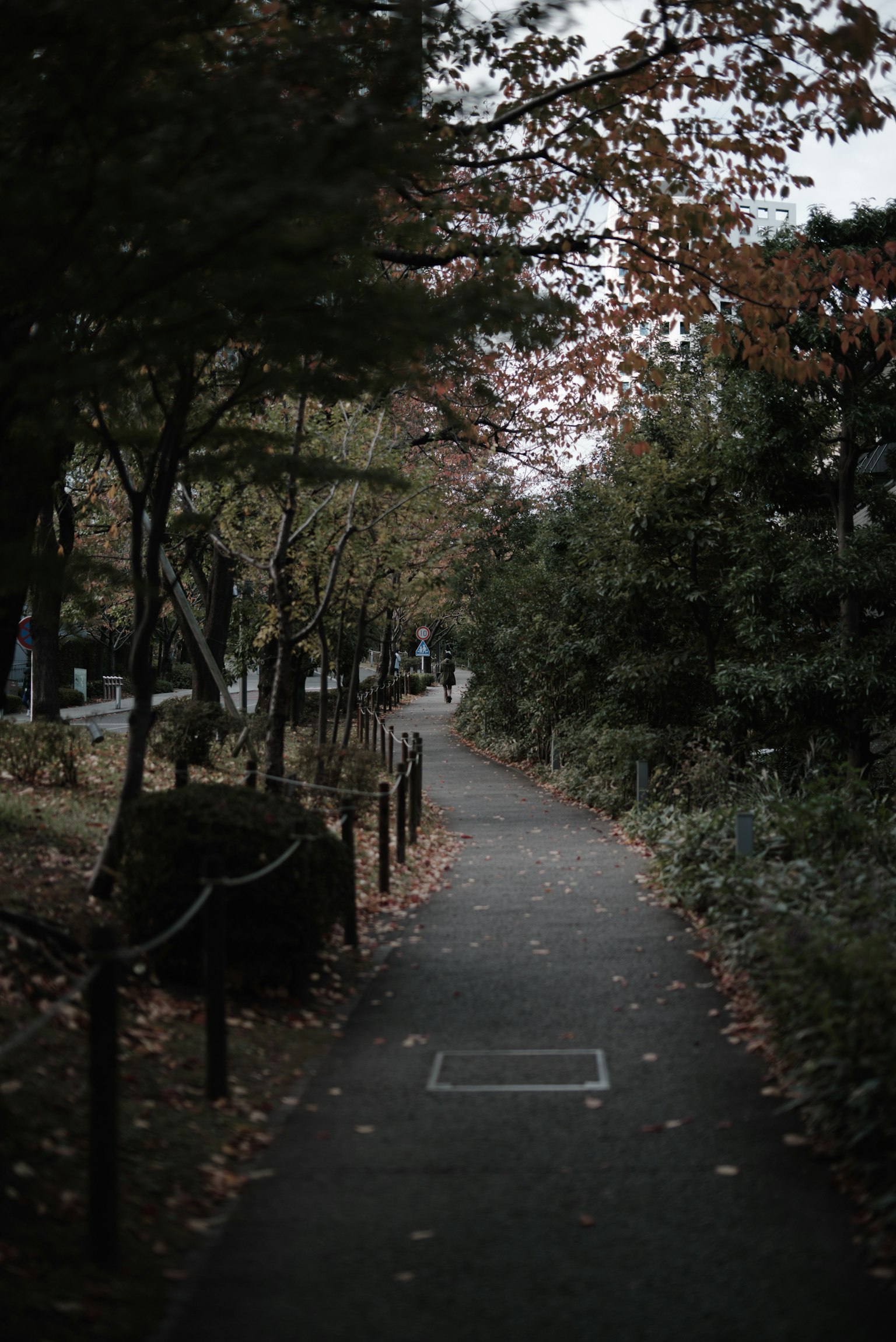 Quiet park pathway with fallen leaves