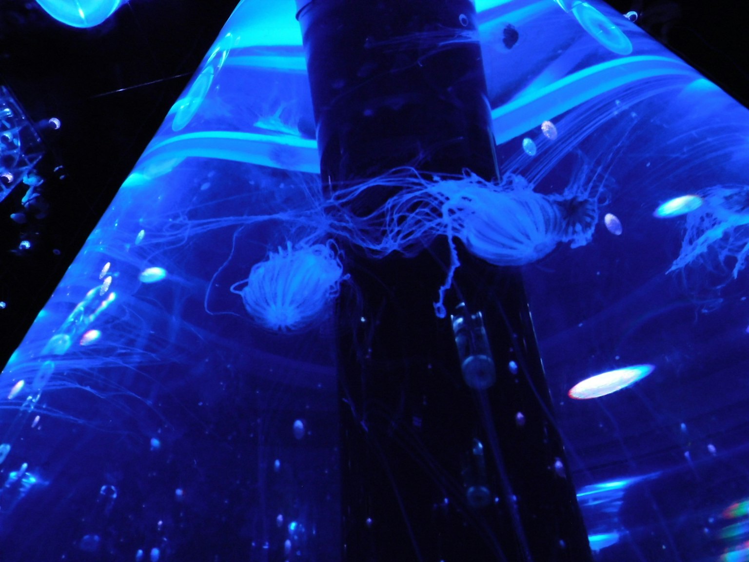 Un aquarium avec des méduses nageant dans une lumière bleue et des bulles visibles