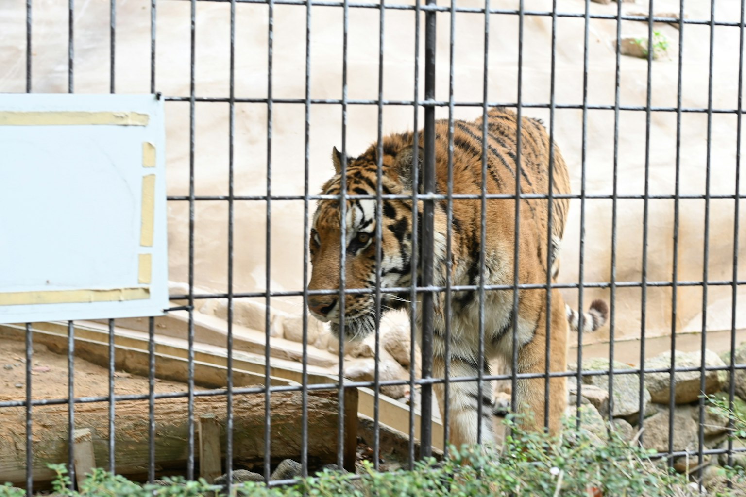 Tigre marchant dans une cage avec un arrière-plan flou