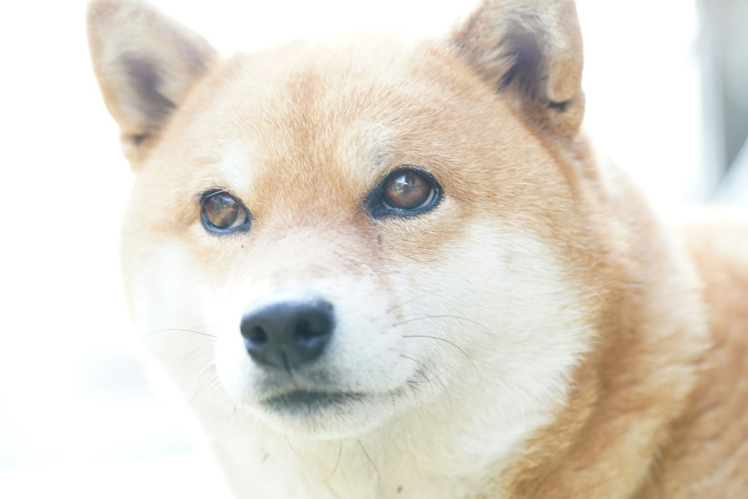 Primer plano de la cara de un Shiba Inu con ojos suaves contra un fondo brillante