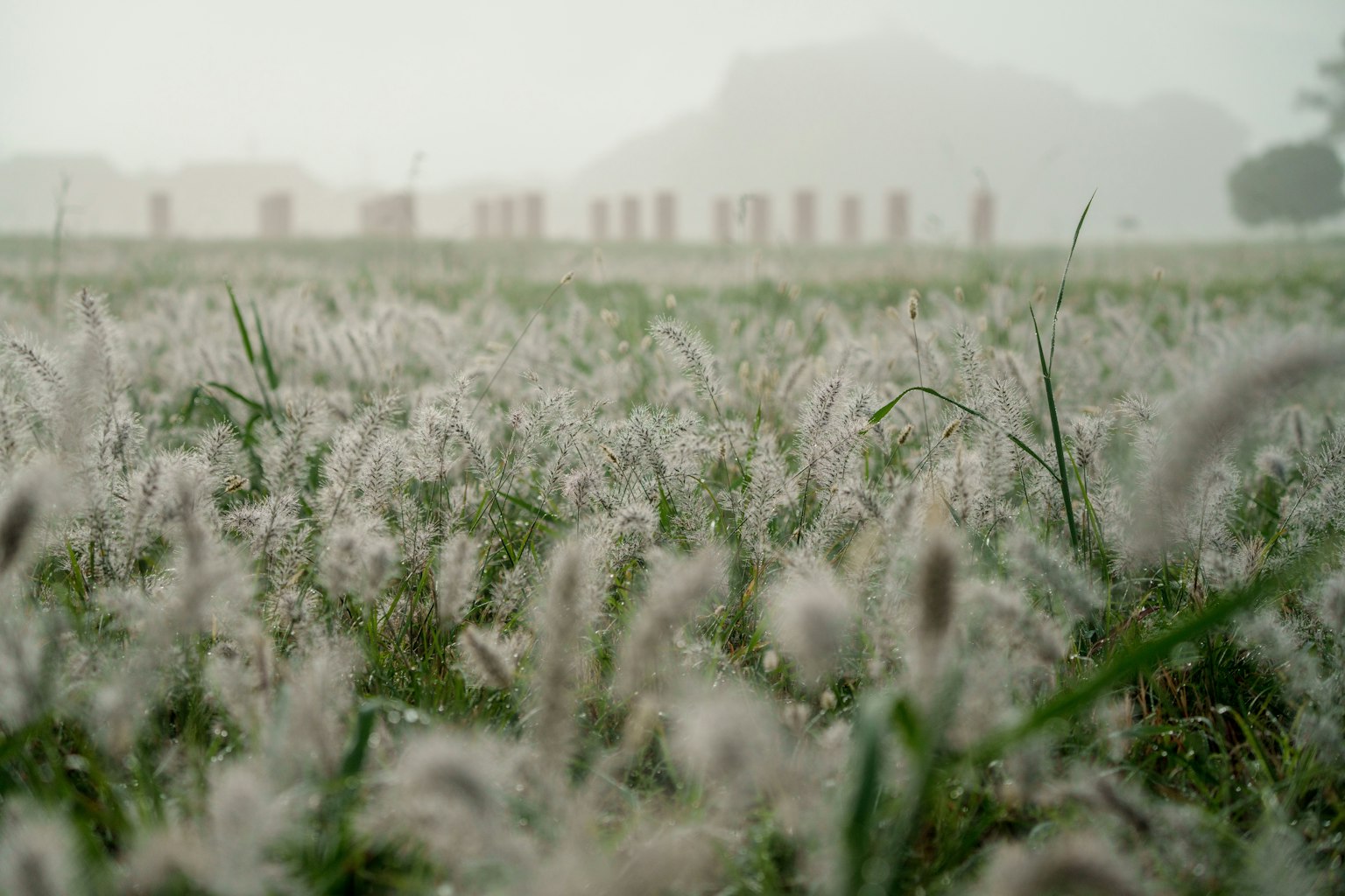 Nebeliger Feld mit weißem Gras und Steinstrukturen im Hintergrund