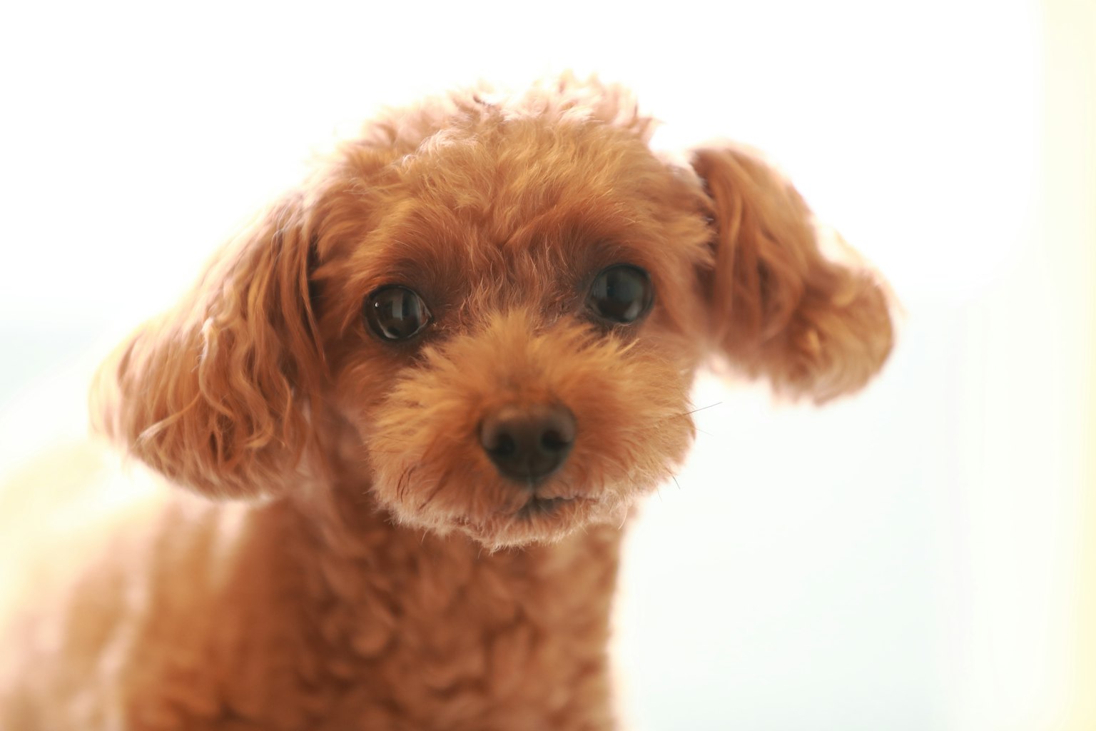 Small brown poodle looking at the camera