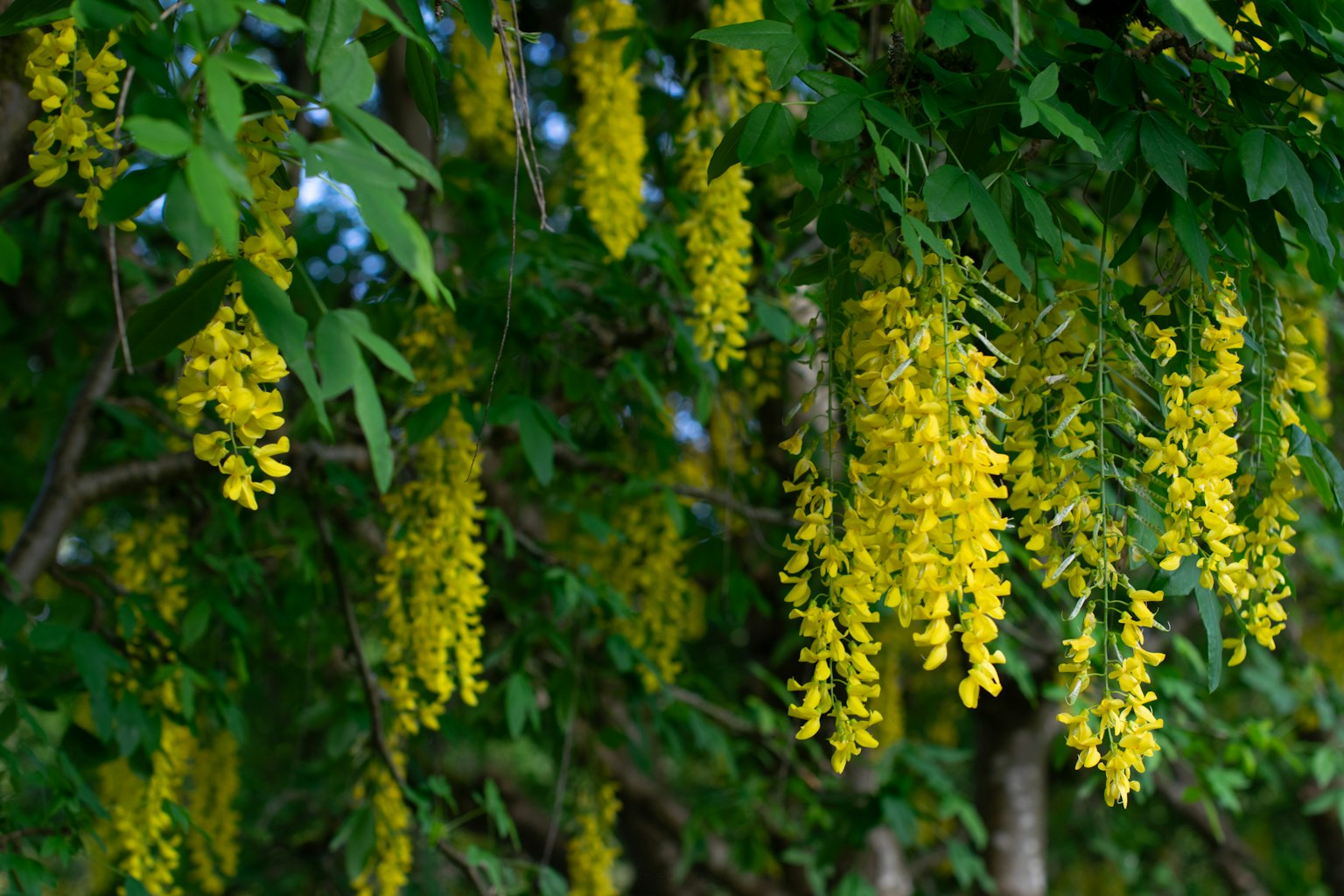 Un ramo d'albero con grappoli di fiori gialli a cascata