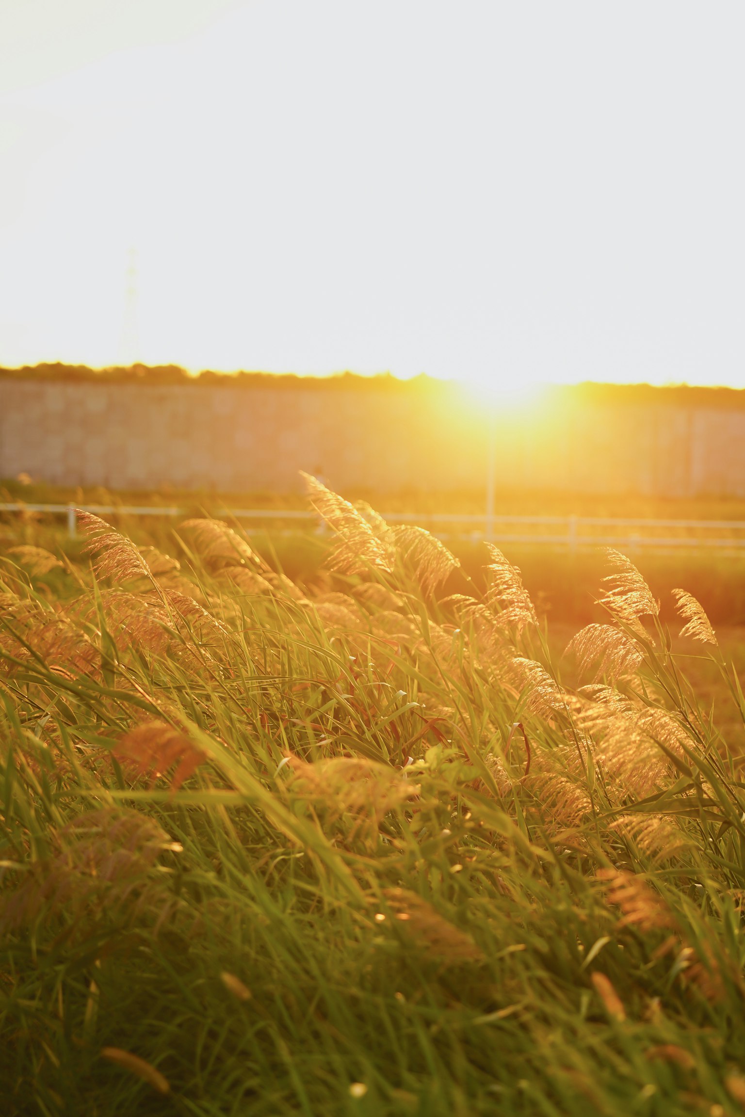 Un campo de hierba ondeando en la brisa con un atardecer de fondo