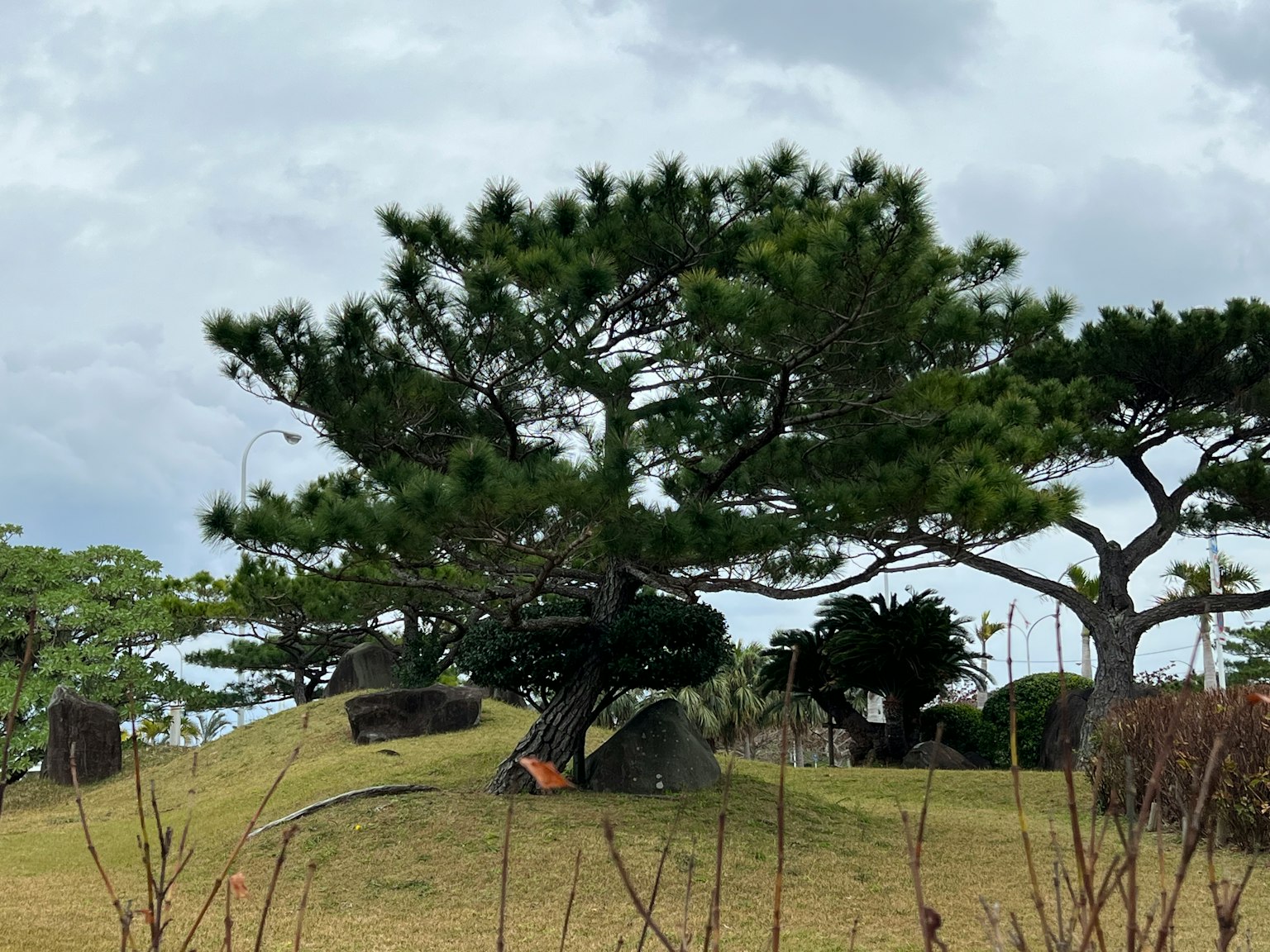 Pohon pinus subur dengan batu-batu tersebar di atas bukit berumput