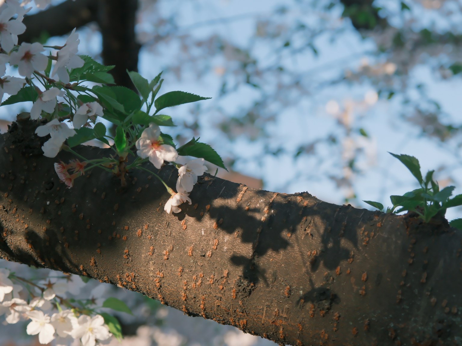 Acercamiento de una rama de árbol con flores de cerezo y hojas verdes
