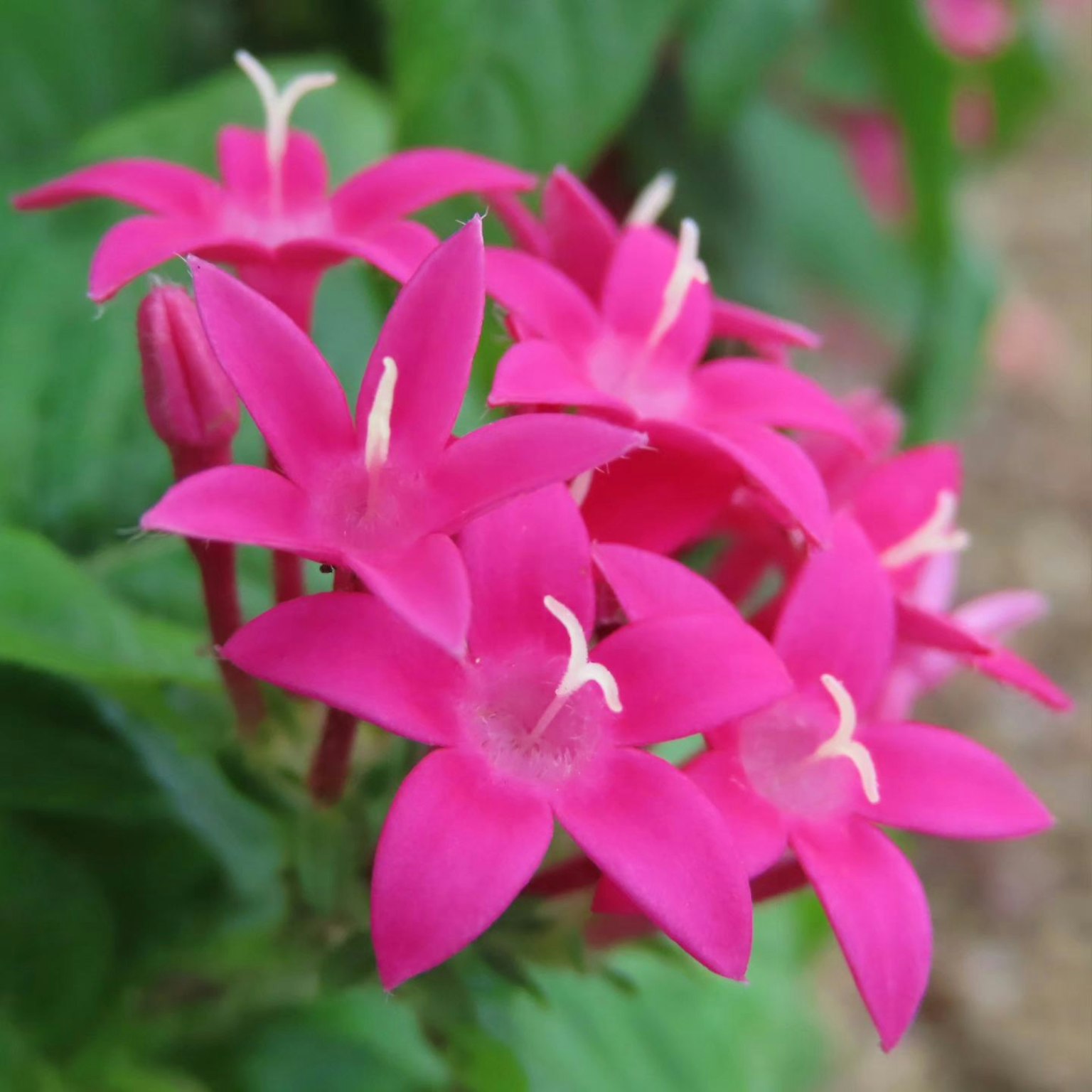 Groupe vibrant de fleurs roses en forme d'étoile