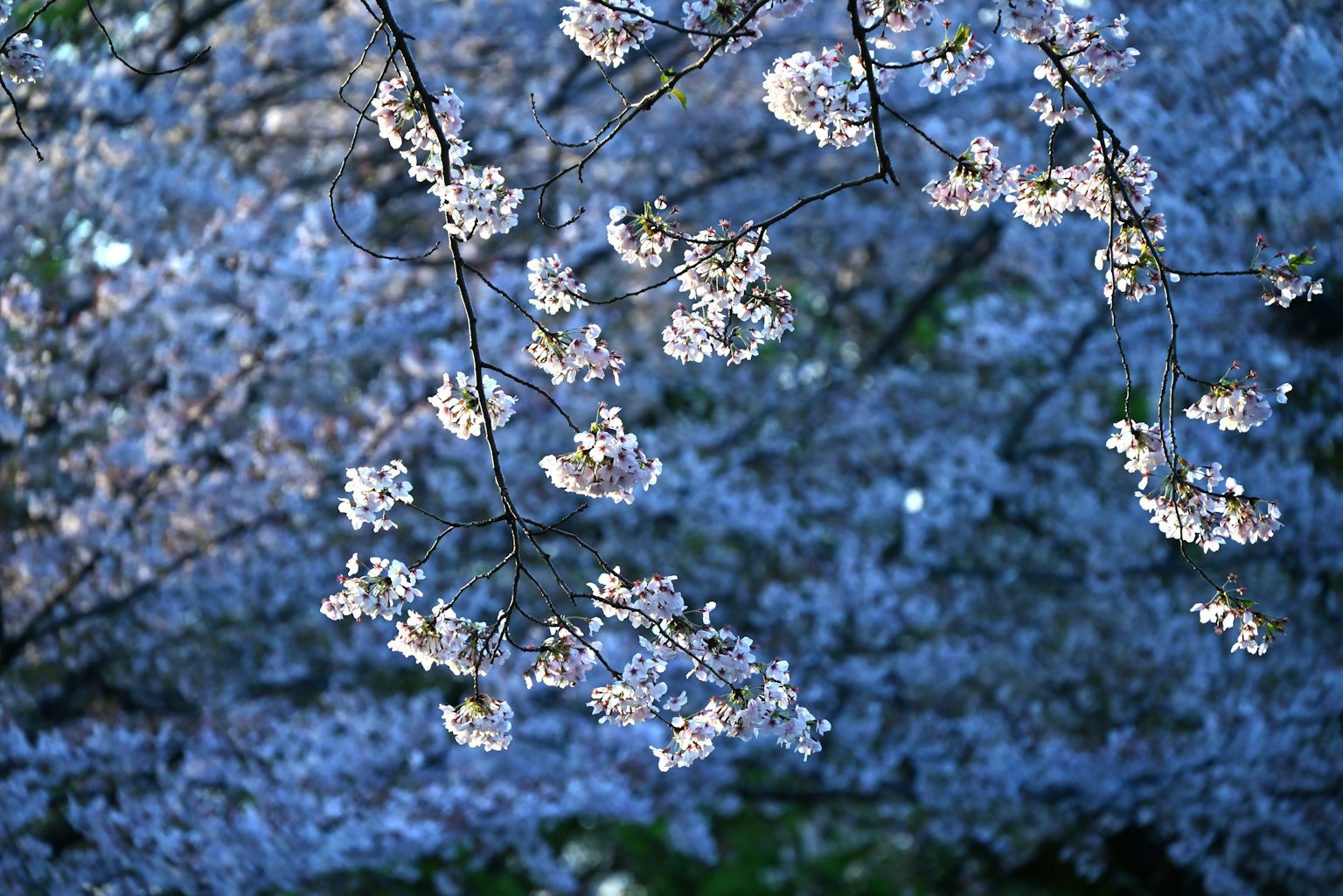 Primo piano di fiori di ciliegio su sfondo blu