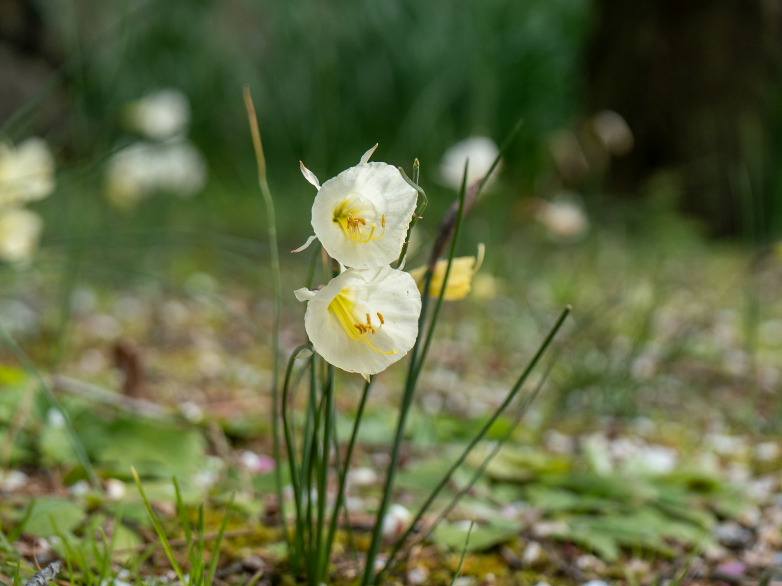 Two white daffodil flowers with green grass