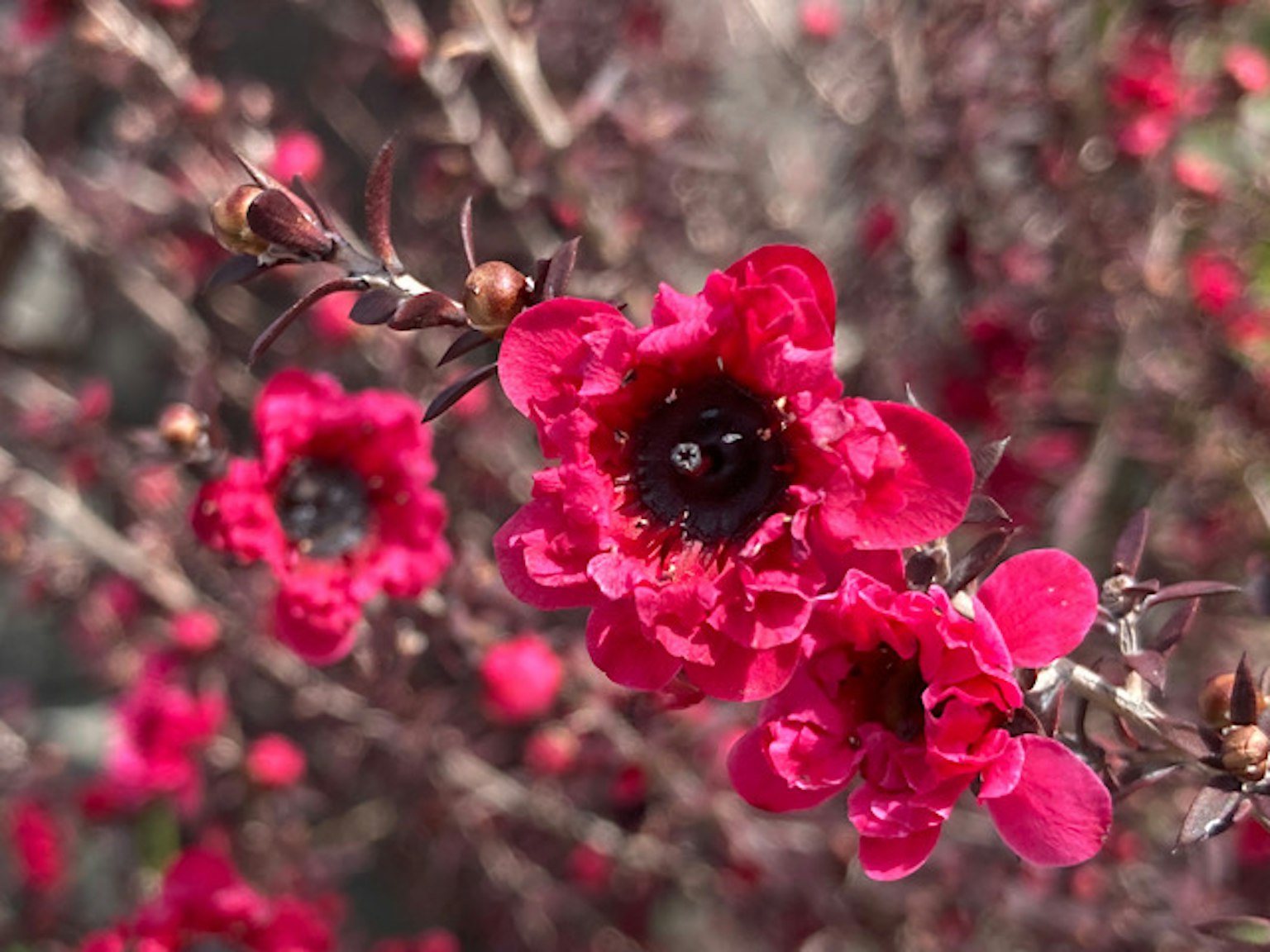Primo piano di fiori rossi vivaci che sbocciano su un ramo