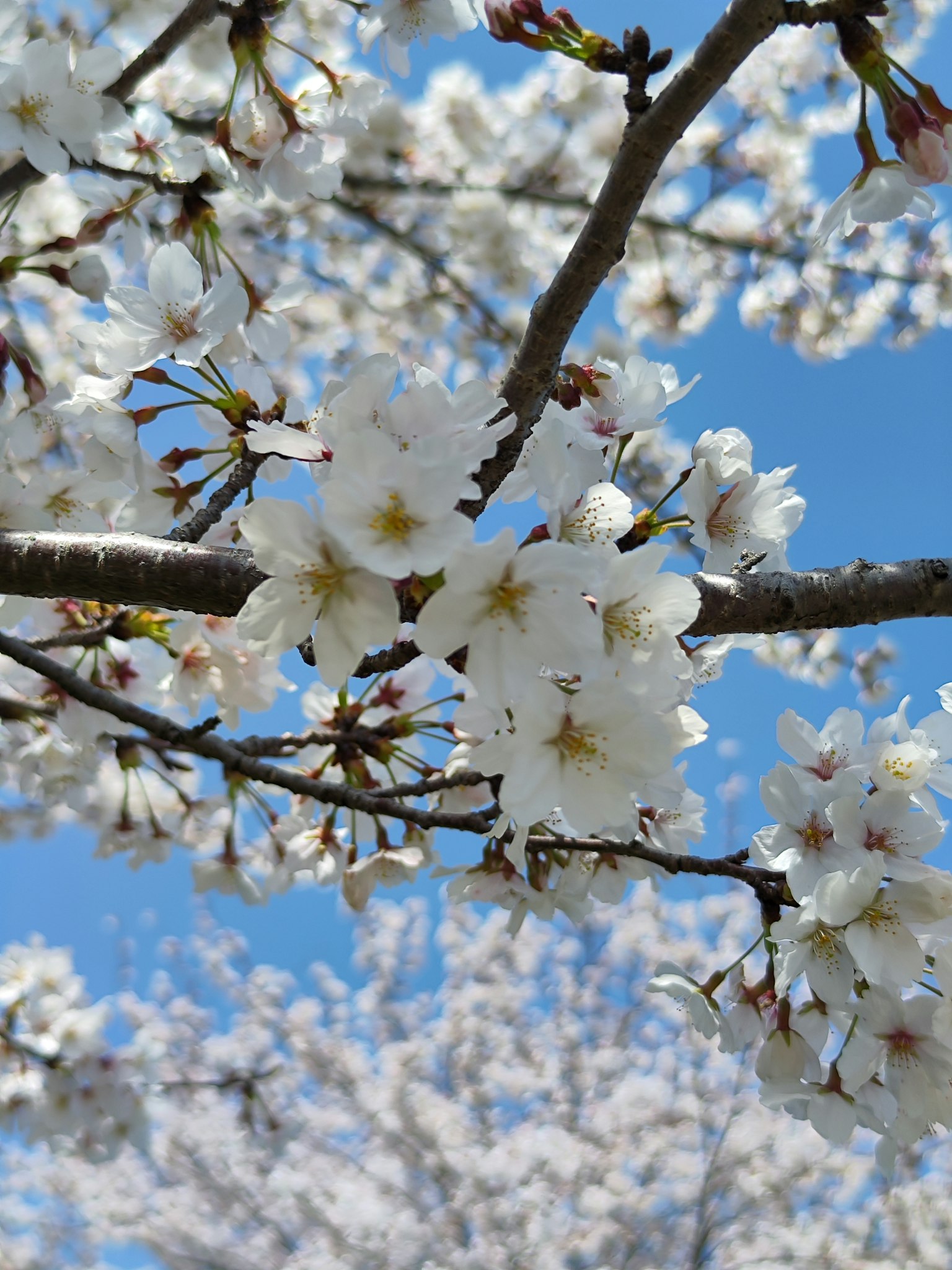 Primo piano di fiori di ciliegio e rami sotto un cielo azzurro