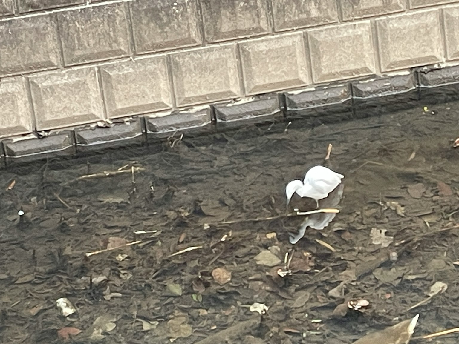 Un uccello bianco che cerca cibo in un corso d'acqua inquinato con il suo riflesso visibile