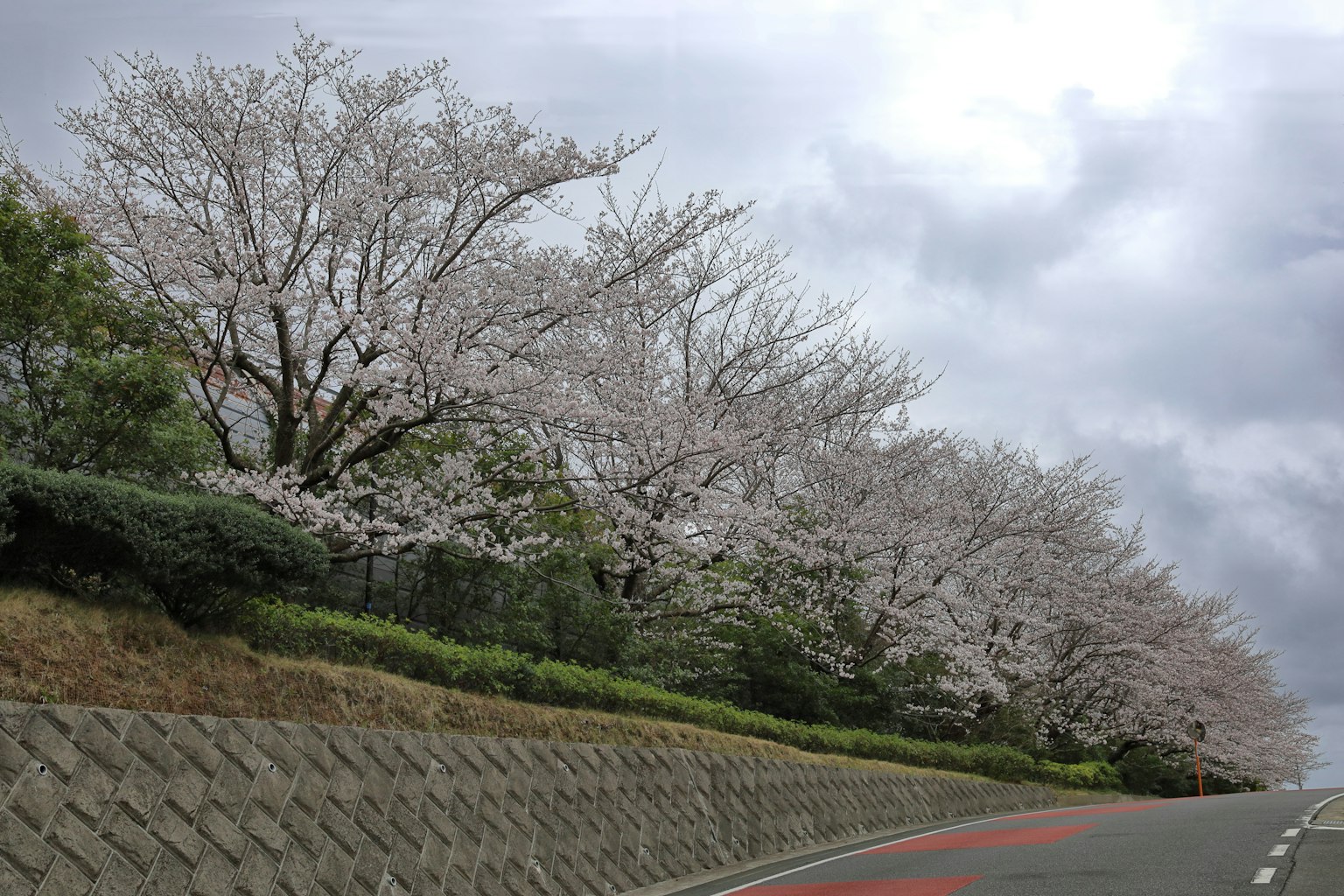 樱花树沿路而生的风景