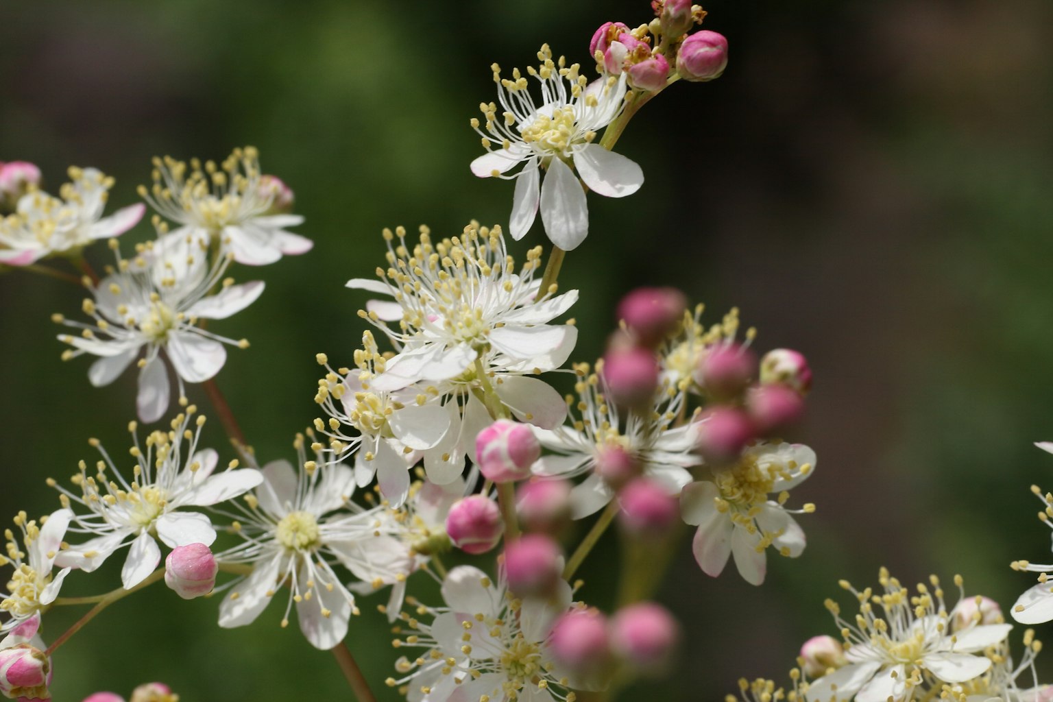 Primer plano de flores blancas y botones rosas que muestran hermosos detalles naturales
