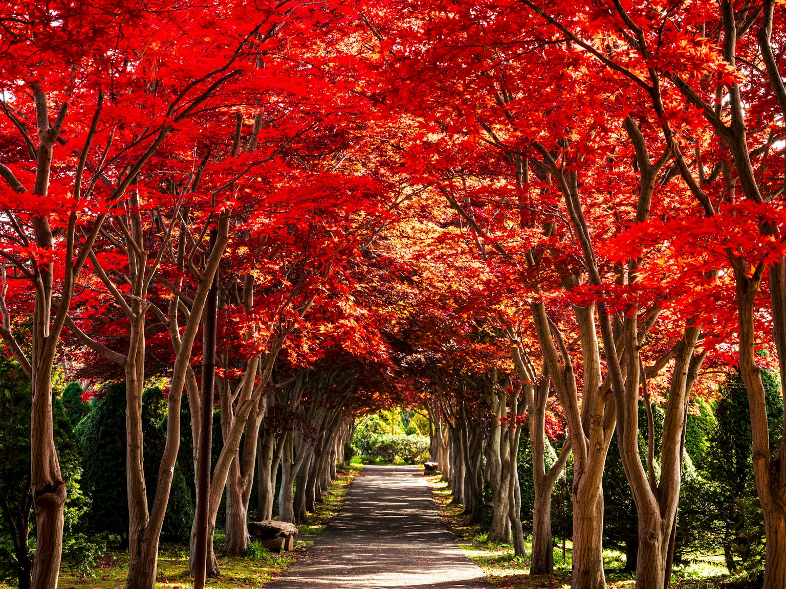 穿過生動紅色楓樹隧道的小路