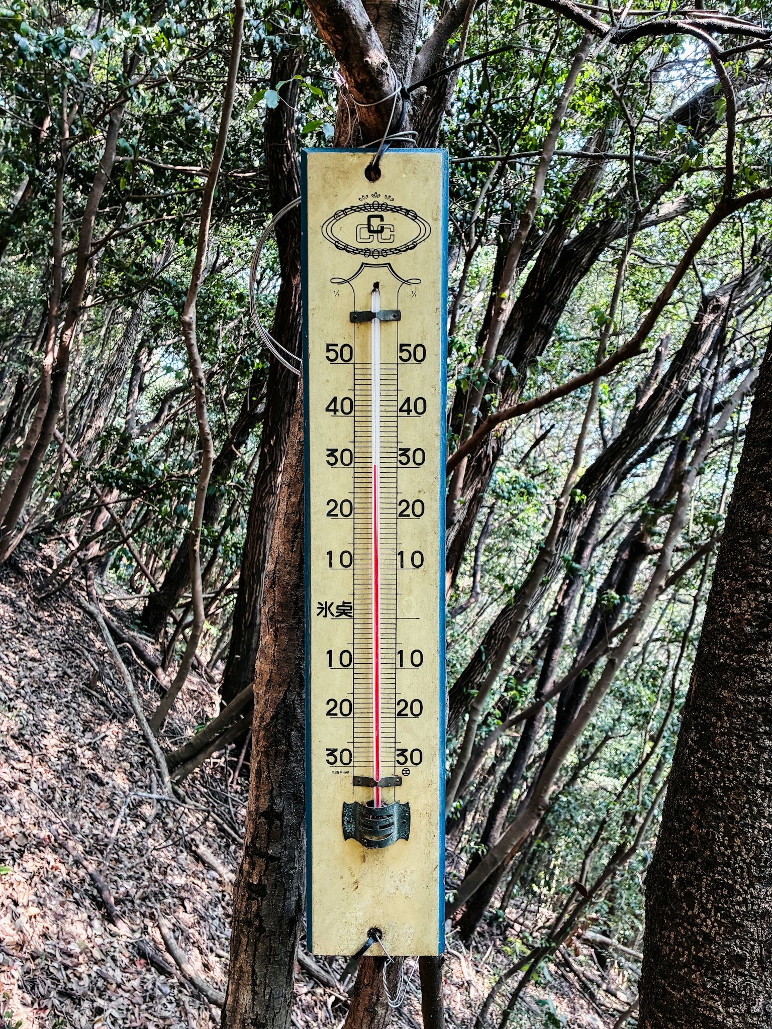Image d'un thermomètre monté sur un arbre mesurant des températures jusqu'à 50 degrés