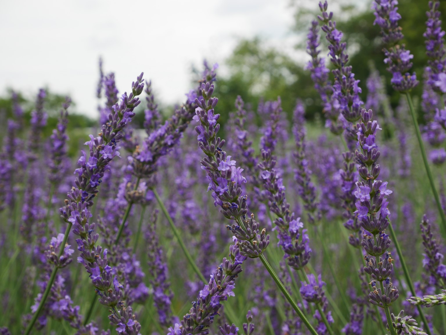 Feld mit blühenden lila Lavendelblumen