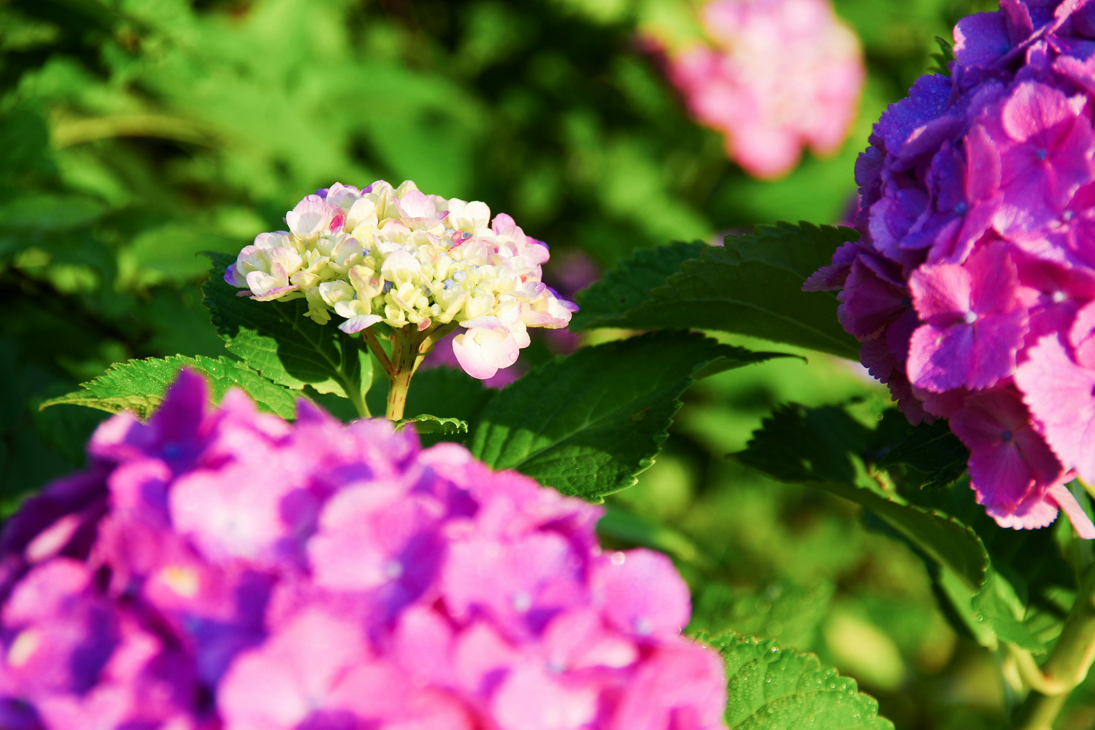 色とりどりのアジサイの花が咲く庭