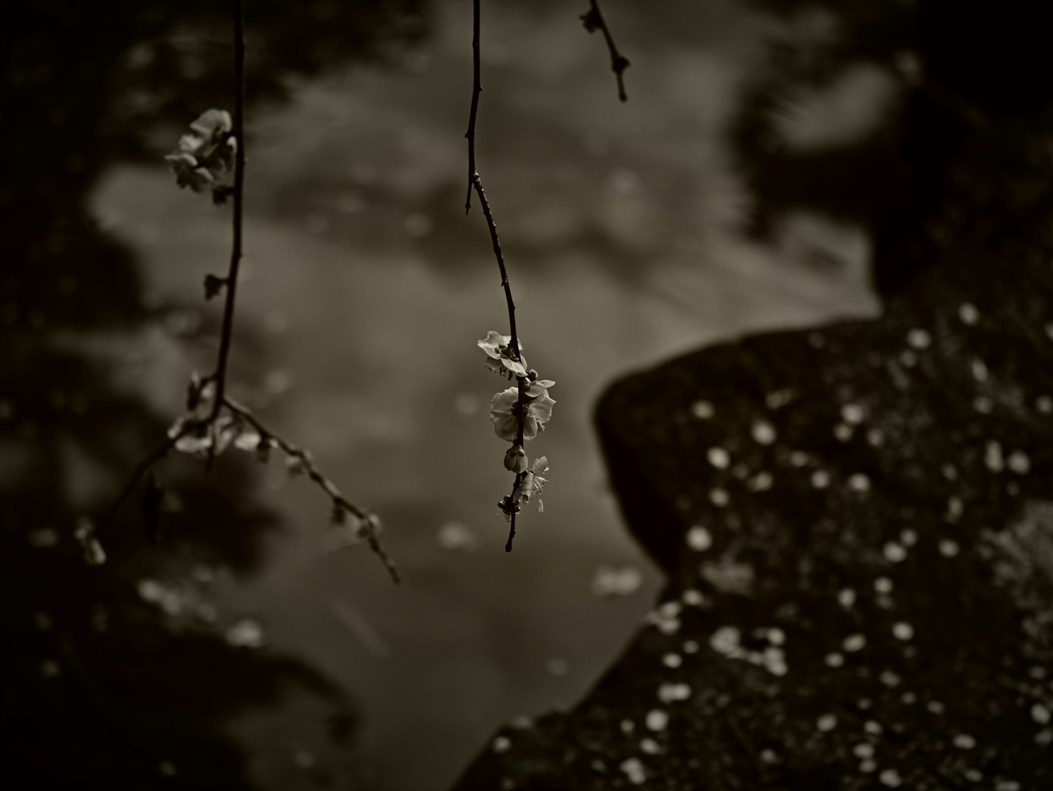 黑白照片,水面上漂浮著花瓣和樹枝