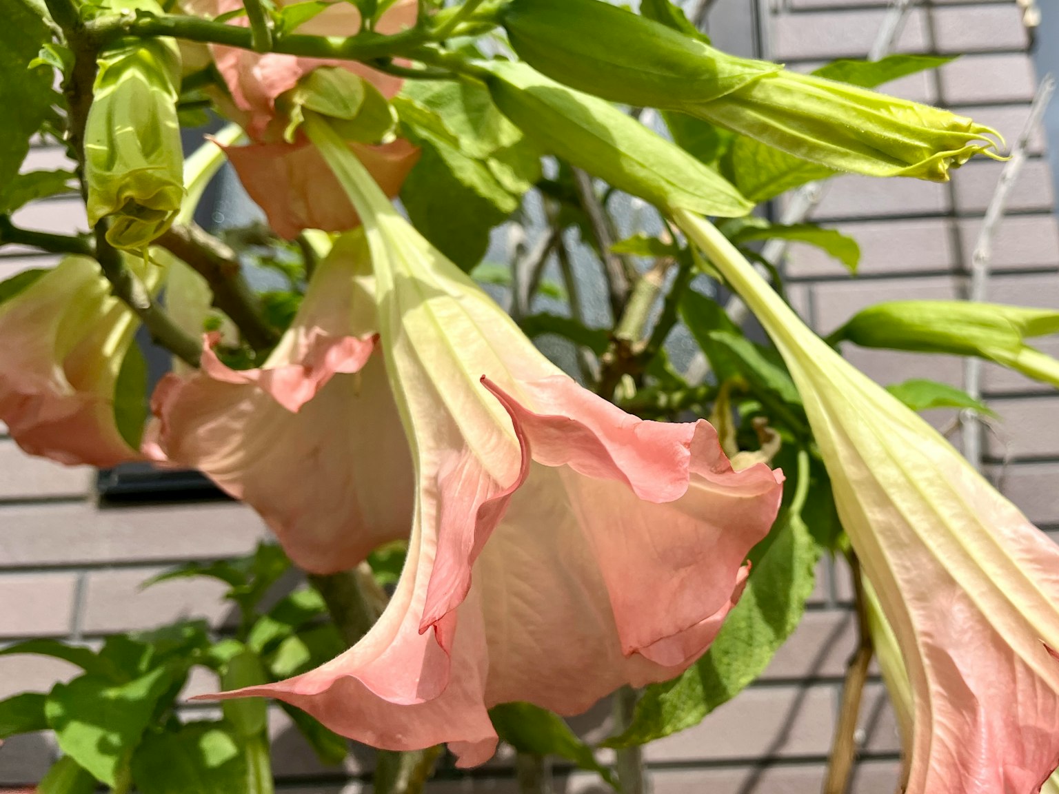 Gros plan d'une plante avec des fleurs roses pâles