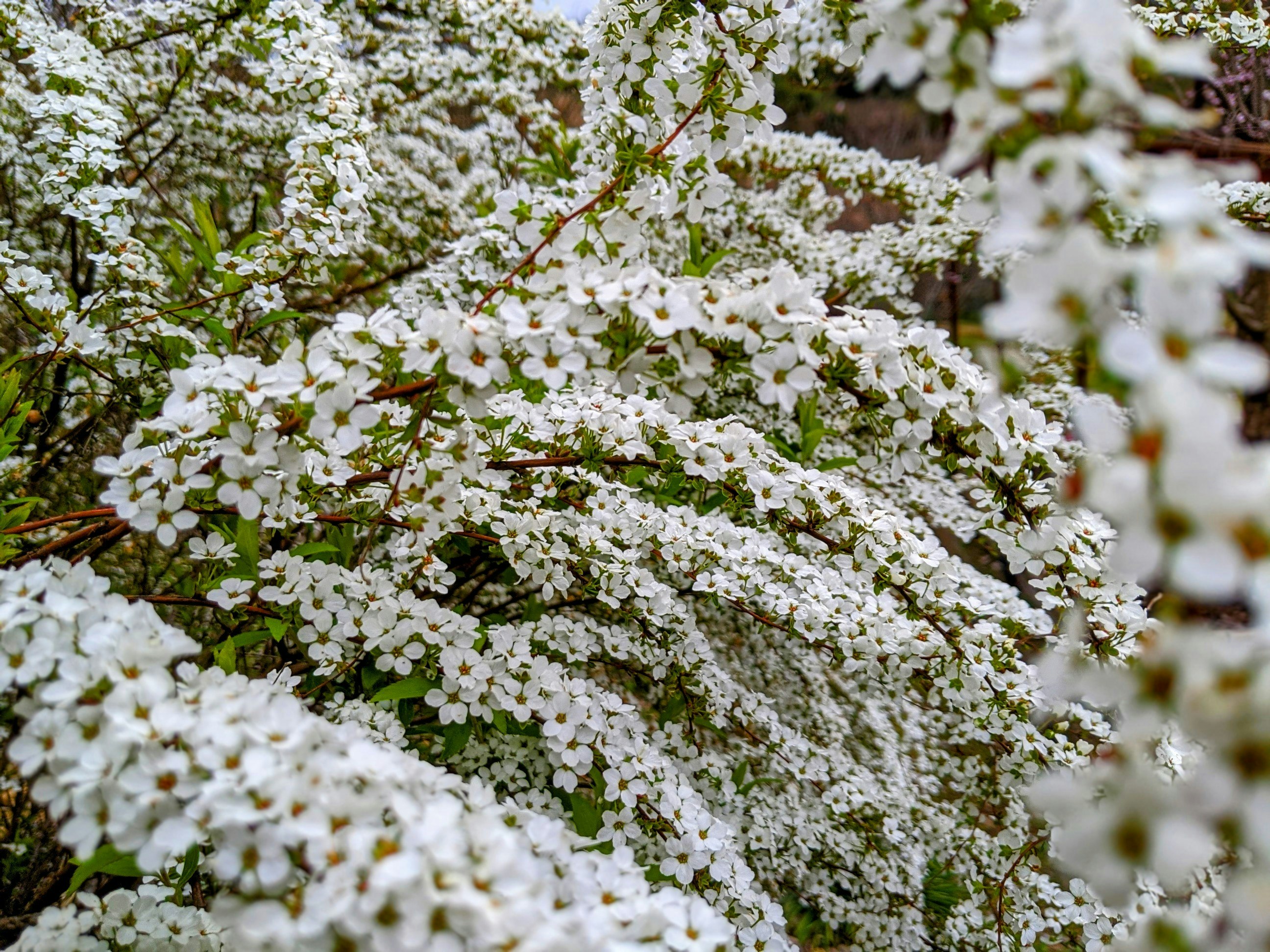 白いユキヤナギ（イワヤナギ／小米花）の花が長く小さく咲く枝先の群生