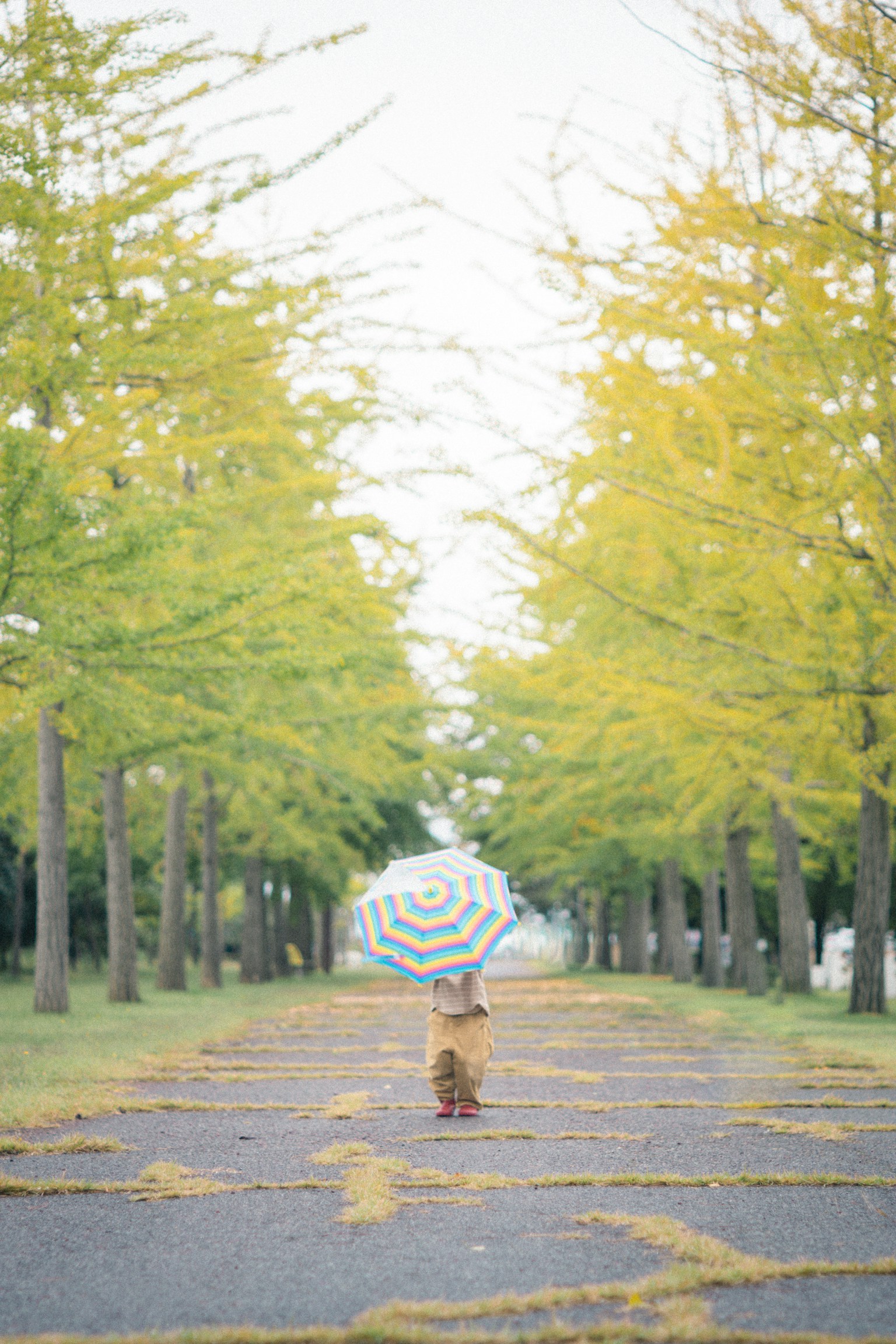 孩子拿著條紋雨傘走在被黃色樹木環繞的小路上