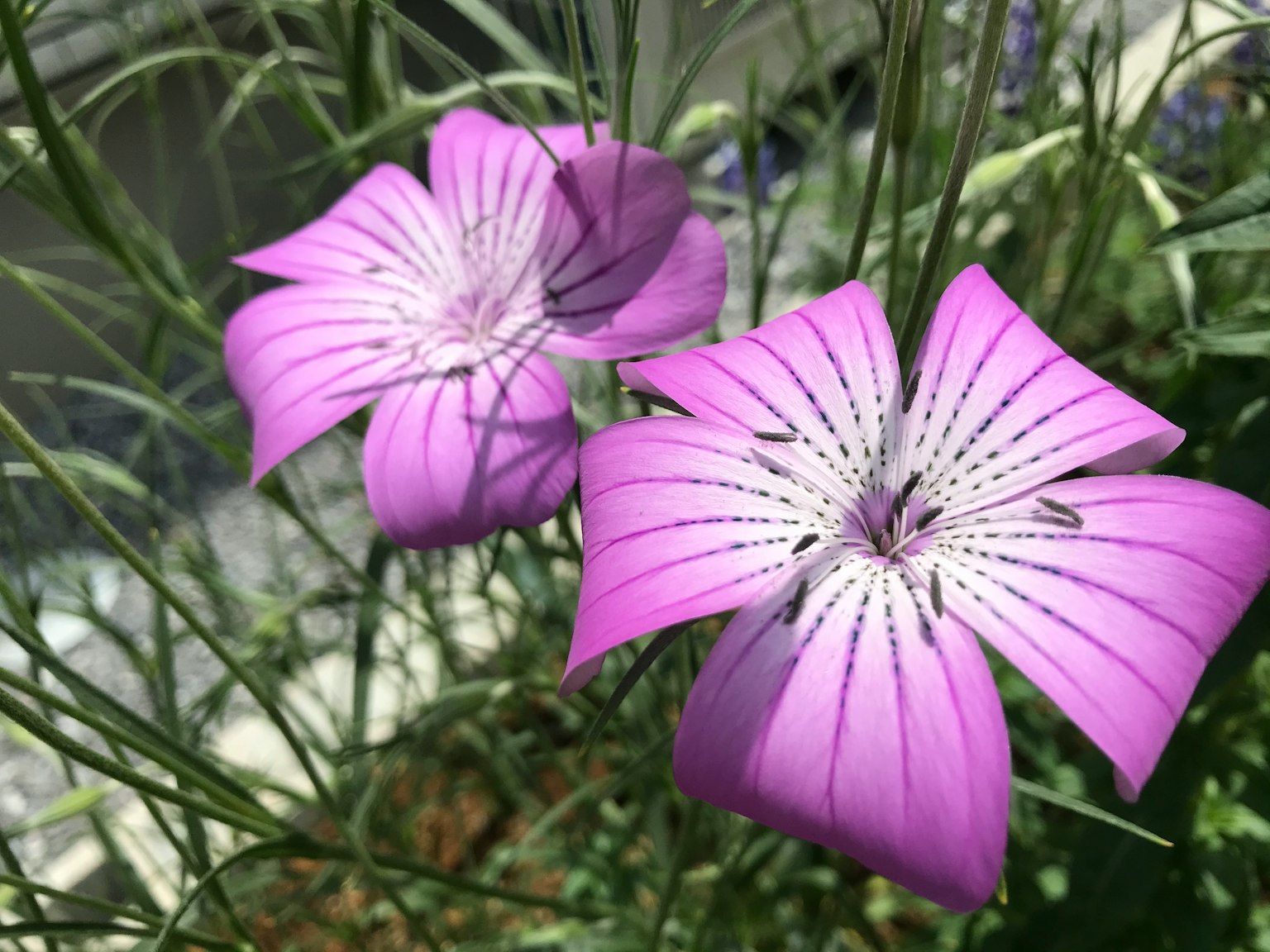 Close-up of flowers with purple petals and slender leaves