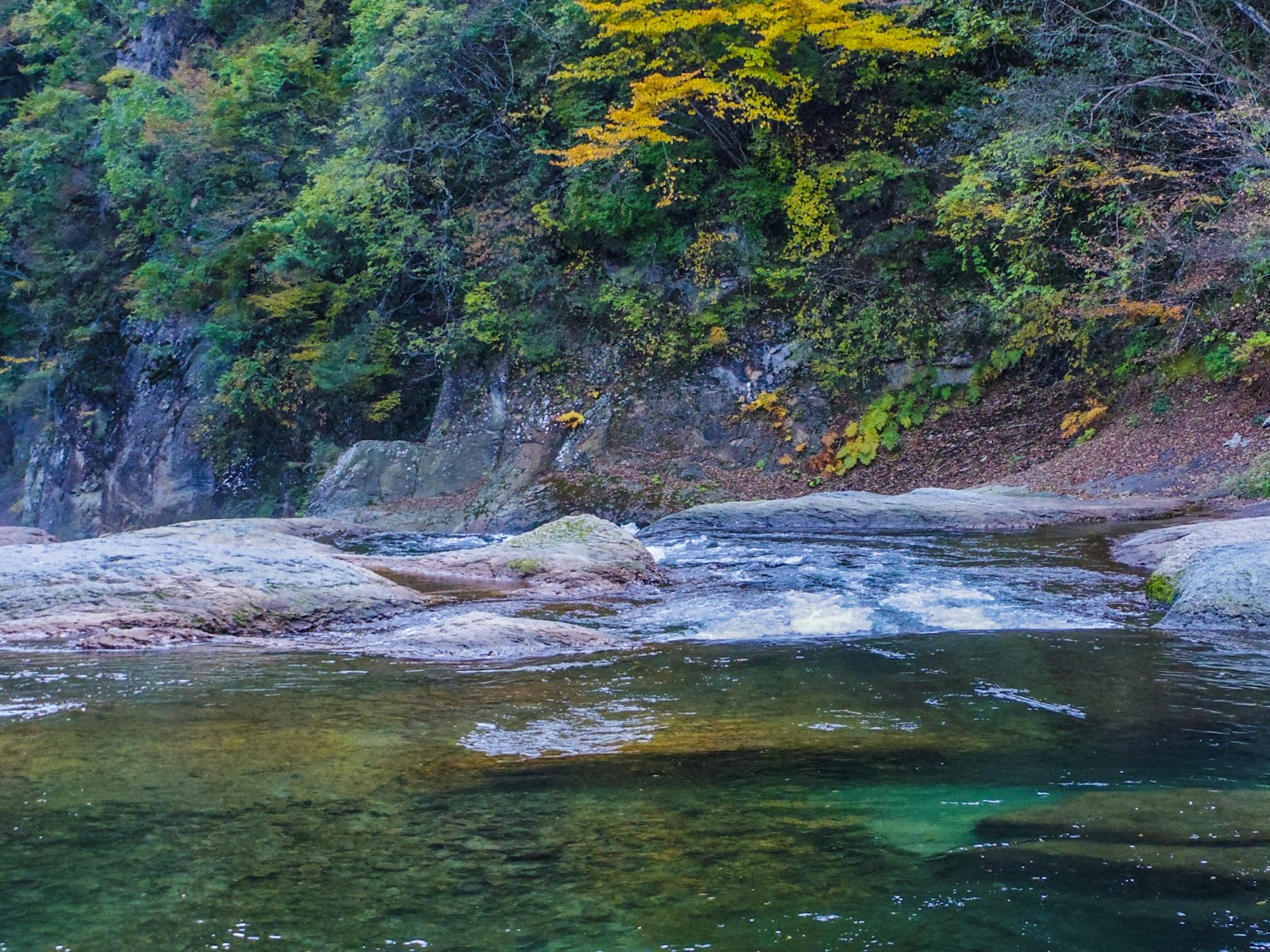 郁郁葱葱的森林和清澈流动的河流场景