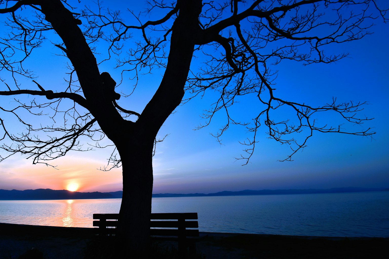 Silhouette của cây bên hồ vào lúc hoàng hôn với ghế dài