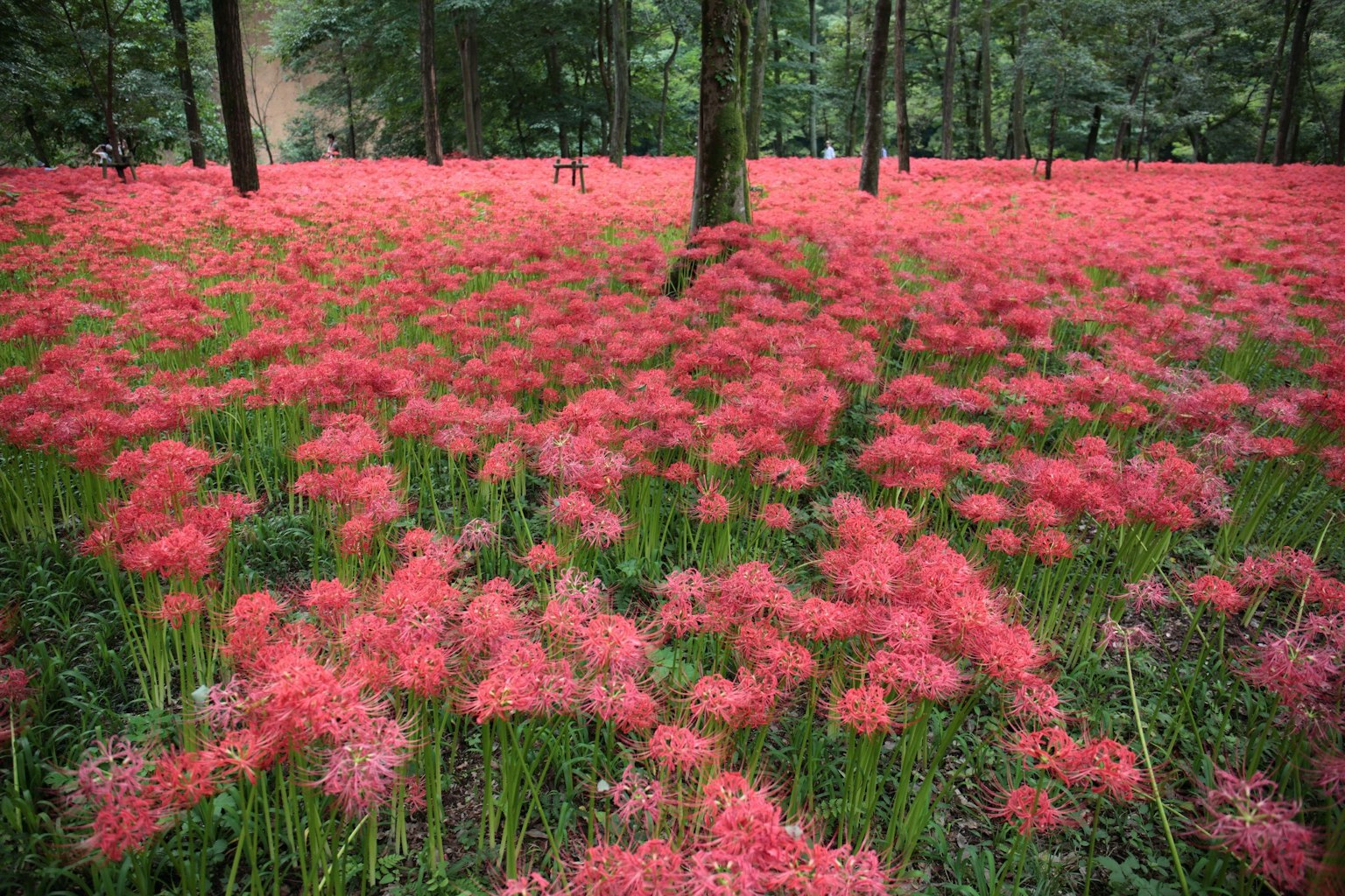 A forest landscape filled with vibrant red spider lilies