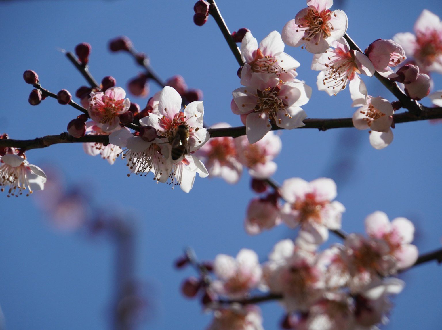 Branches of peach blossoms under a blue sky