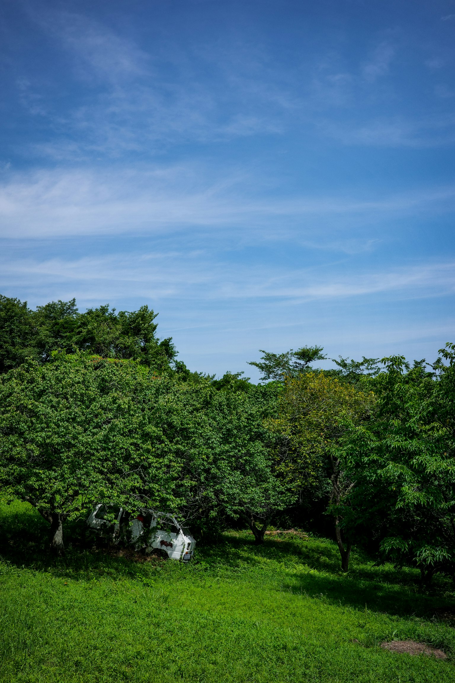Vista panoramica di alberi verdi lussureggianti sotto un cielo blu
