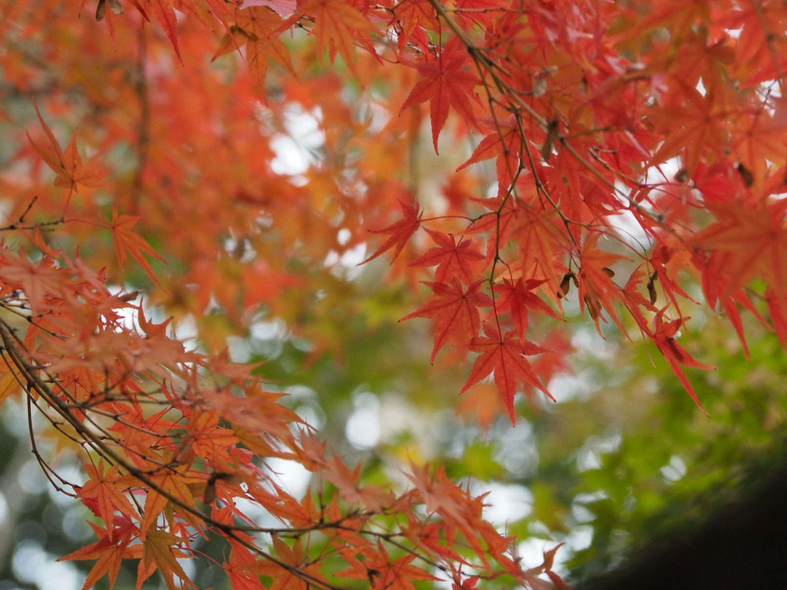Daun maple merah cerah yang menunjukkan warna musim gugur