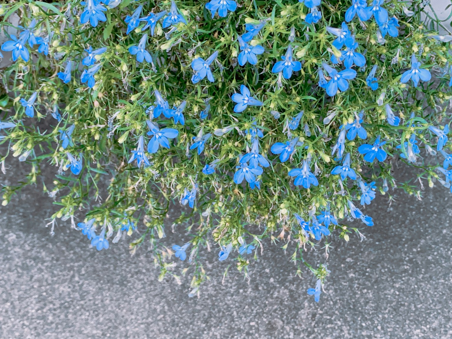 Primo piano di una pianta verde con fiori blu