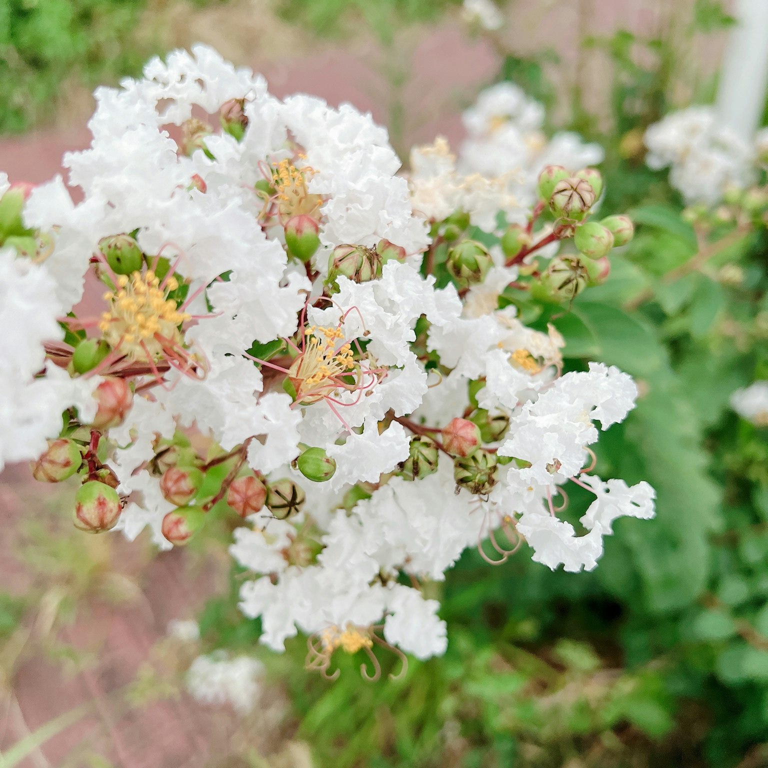 Nahaufnahme einer blühenden Pflanze mit weißen Blüten
