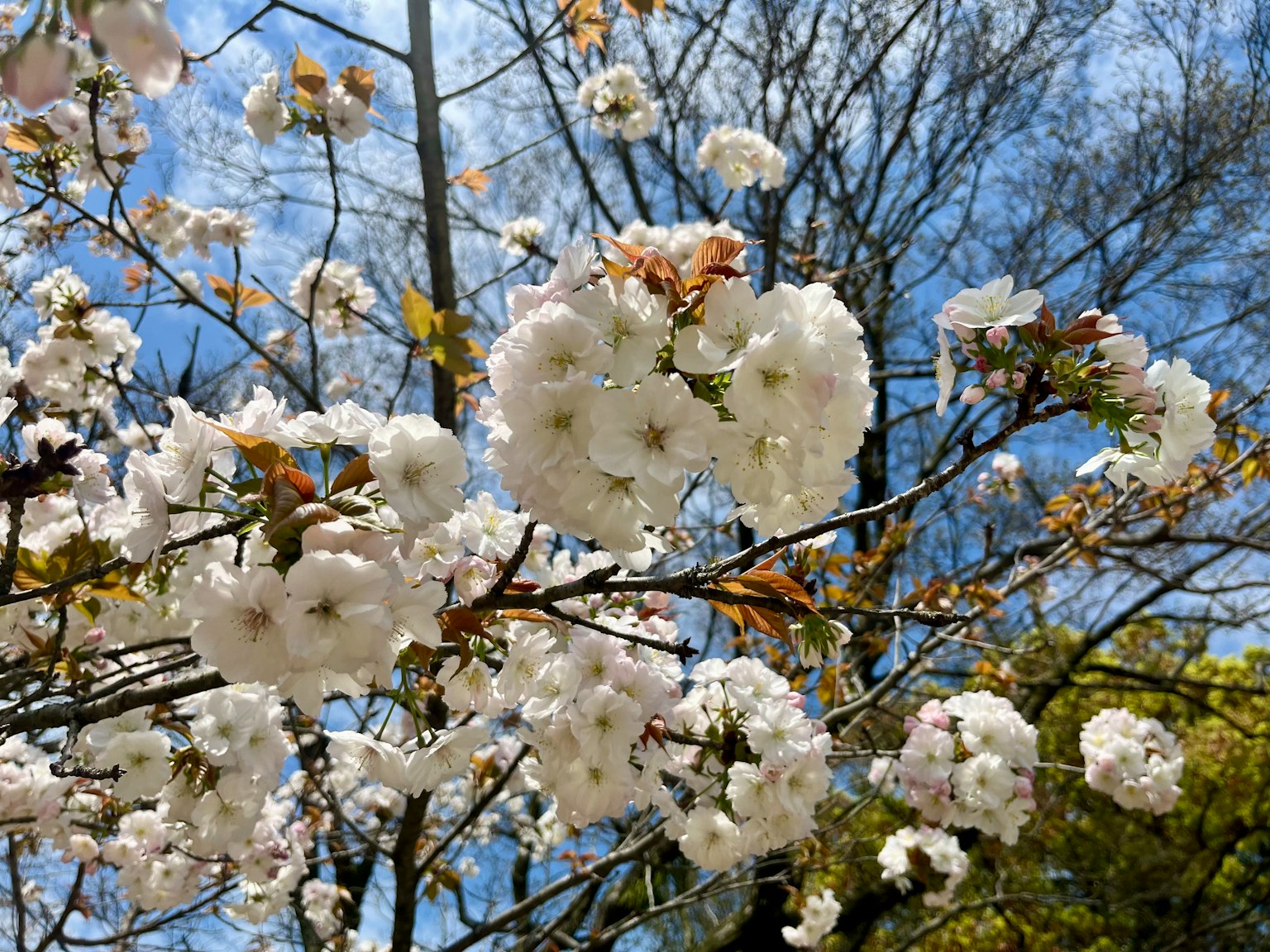 Gros plan sur des fleurs de cerisier sur des branches avec un fond de ciel bleu