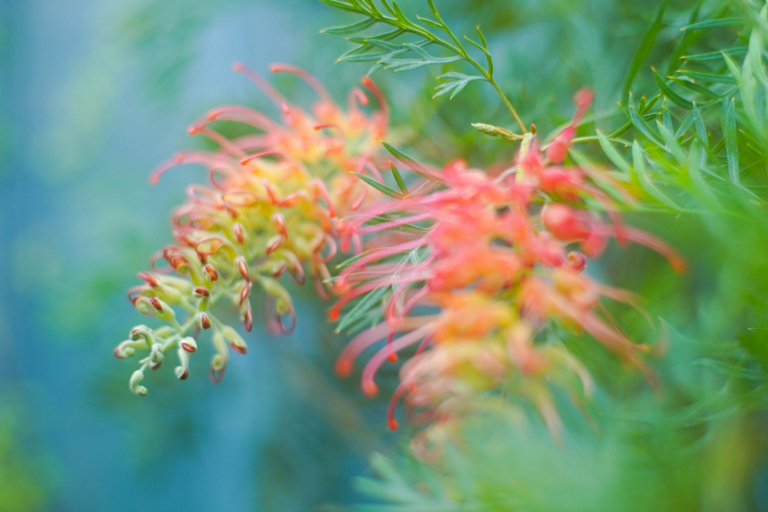 鲜艳的橙色和黄色花朵在绿色叶子中绽放