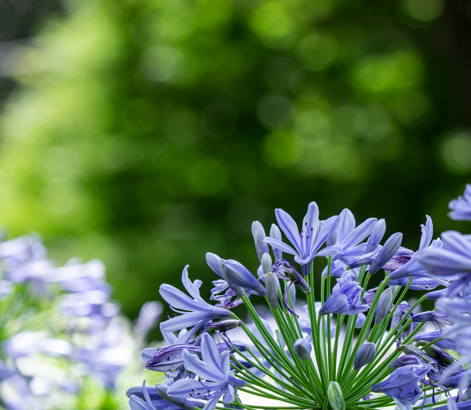 Primo piano di fiori viola con sfondo verde sfocato