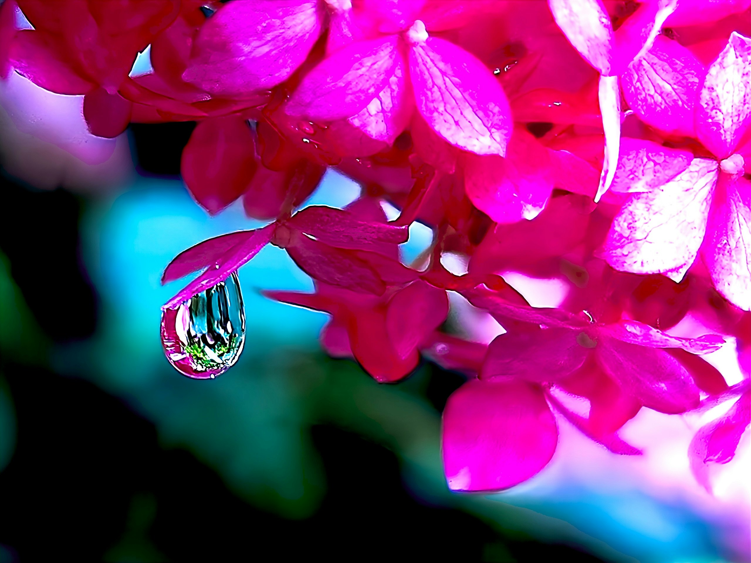 雨粒をまとった紫陽花の花びらのクローズアップ