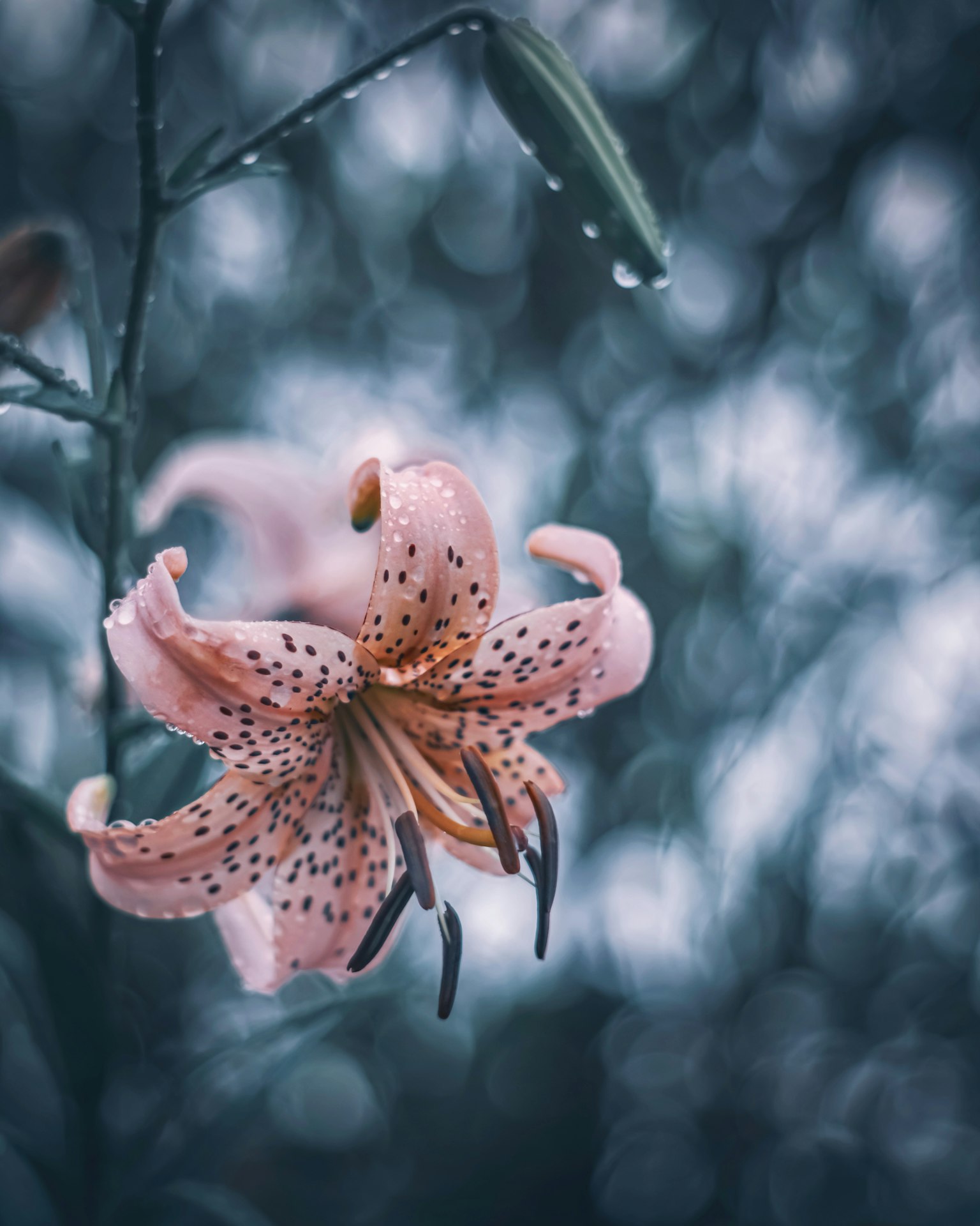 Una delicada flor de lirio rosa brillando con gotas de lluvia sobre un fondo azul borroso