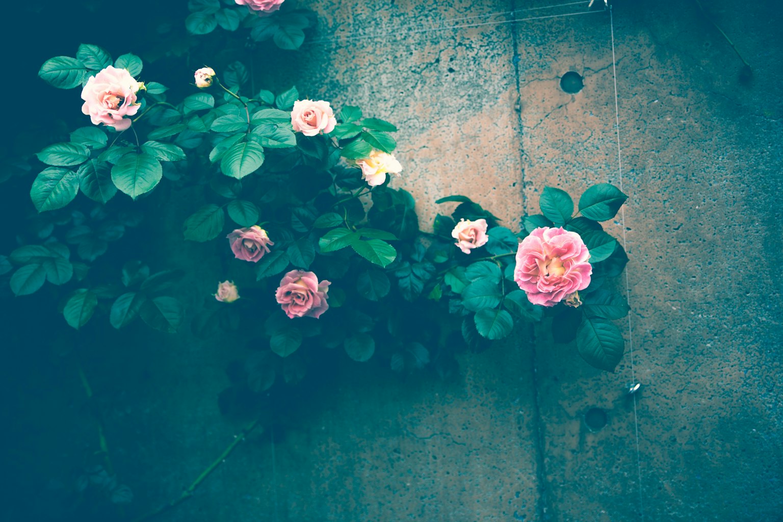 Pink roses blooming against a textured wall