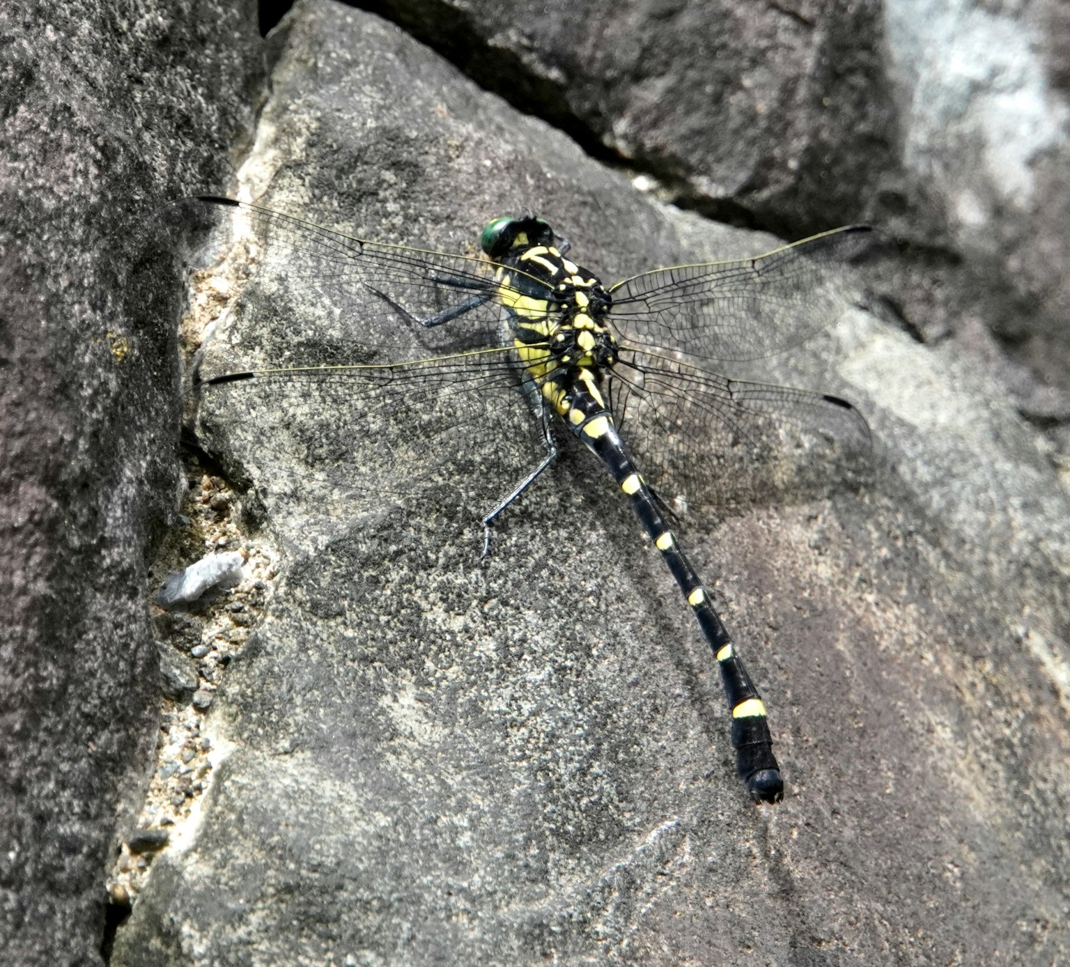 Eine schöne Libelle, die auf einem Stein sitzt, mit grün-schwarzer Färbung und langem Schwanz