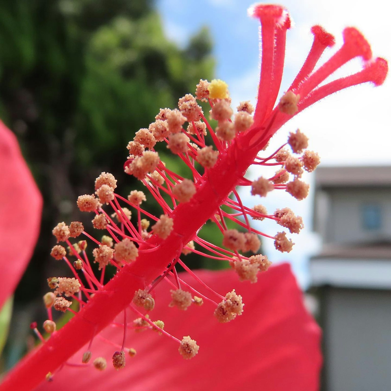 Primo piano degli stami di un fiore di ibisco rosso brillante