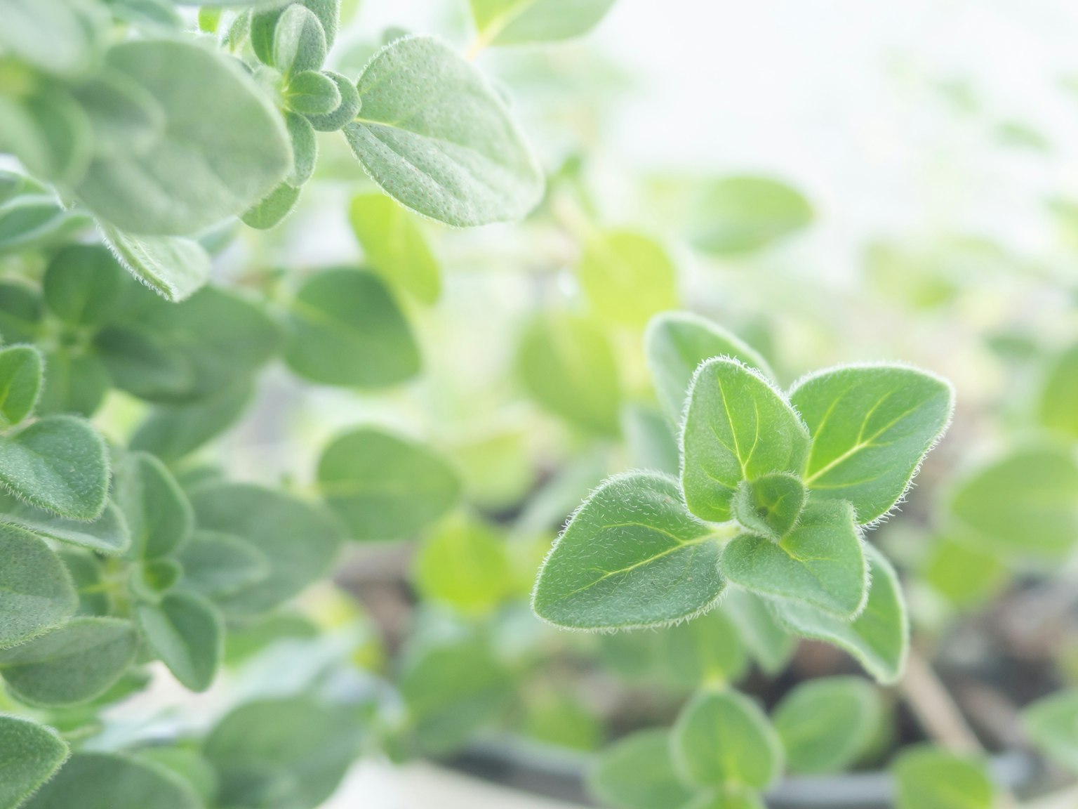 Close-up daun oregano hijau di latar belakang cerah