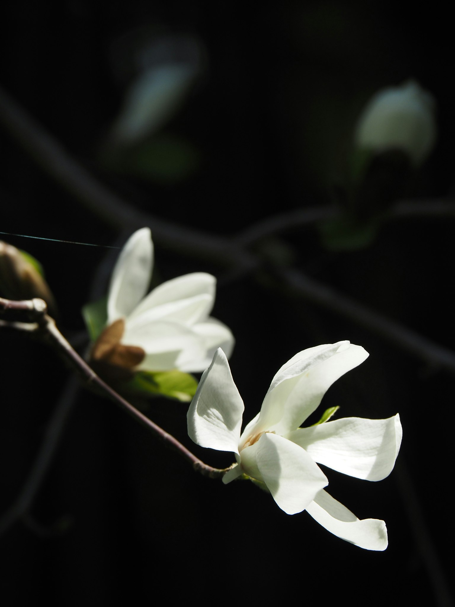 Weiße Blumen vor dunklem Hintergrund