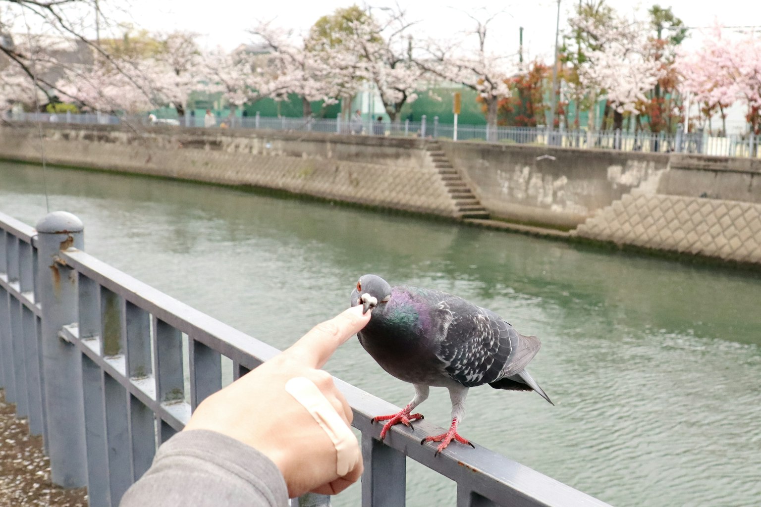 Một người đang với tay về phía một con bồ câu gần cây anh đào nở hoa