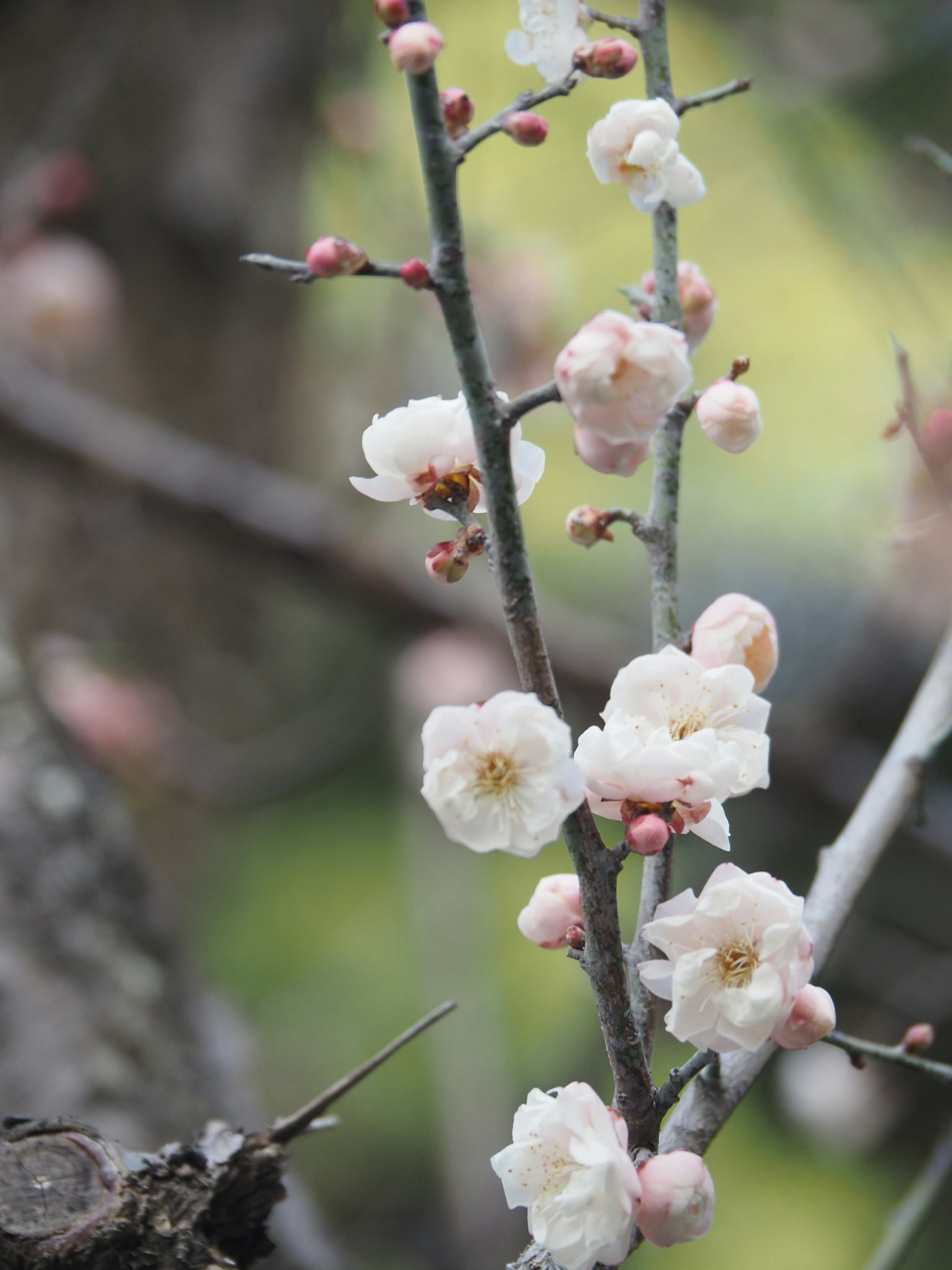 Kedekatan cabang bunga sakura dengan bunga putih dan kuncup