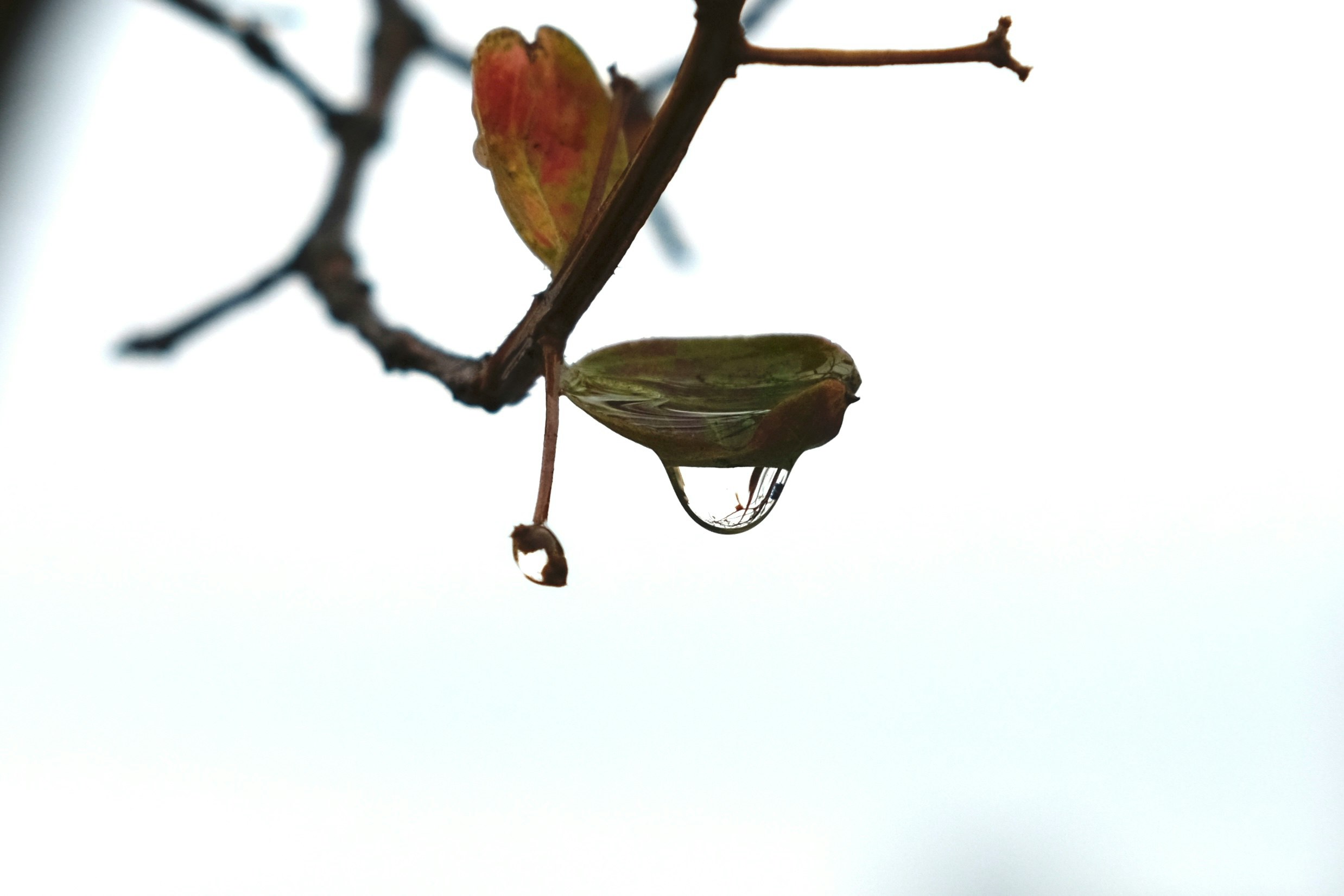 白い背景に滴る葉と枝の雫