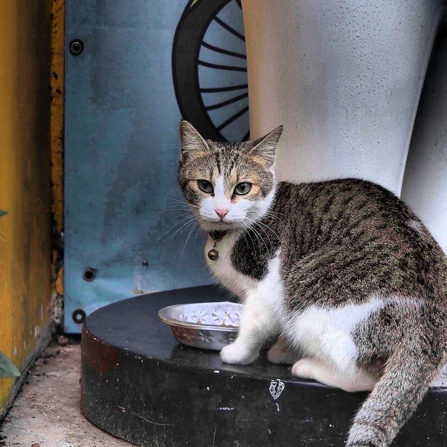 Un chat gris et blanc assis près d'un bol