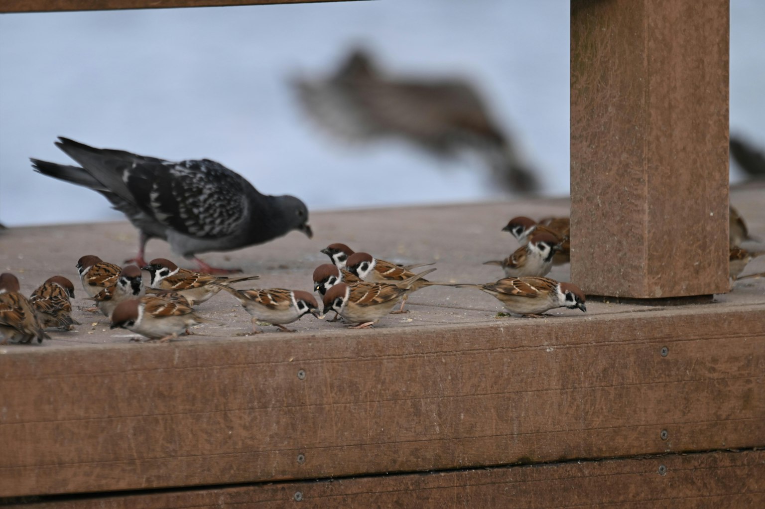 A black pigeon and small sparrows feeding on a wooden table